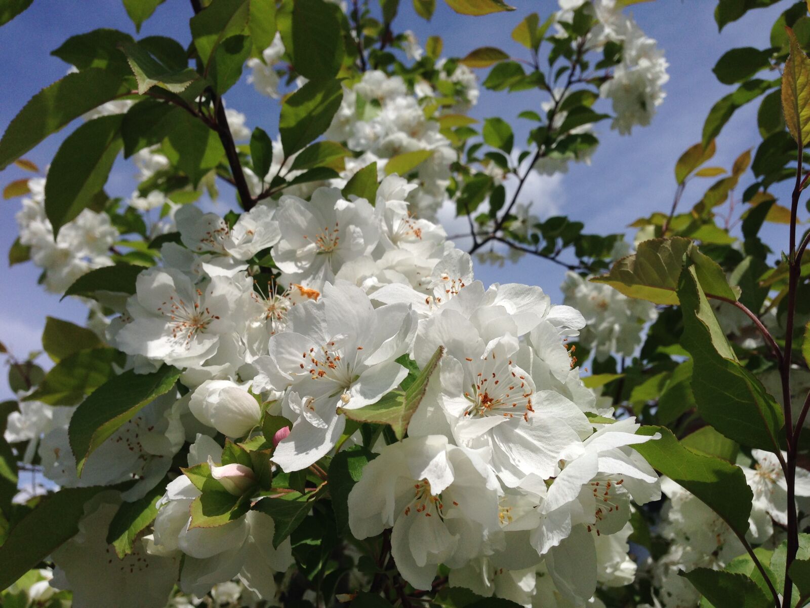 iPhone 5 back camera 4.12mm f/2.4 sample photo. Nature, tree, white flowers photography