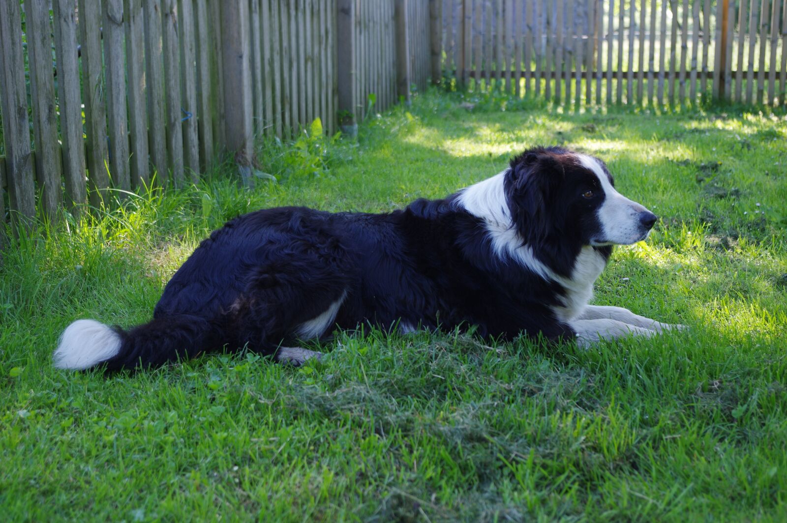 Pentax K-3 sample photo. Dog, animal, pet photography