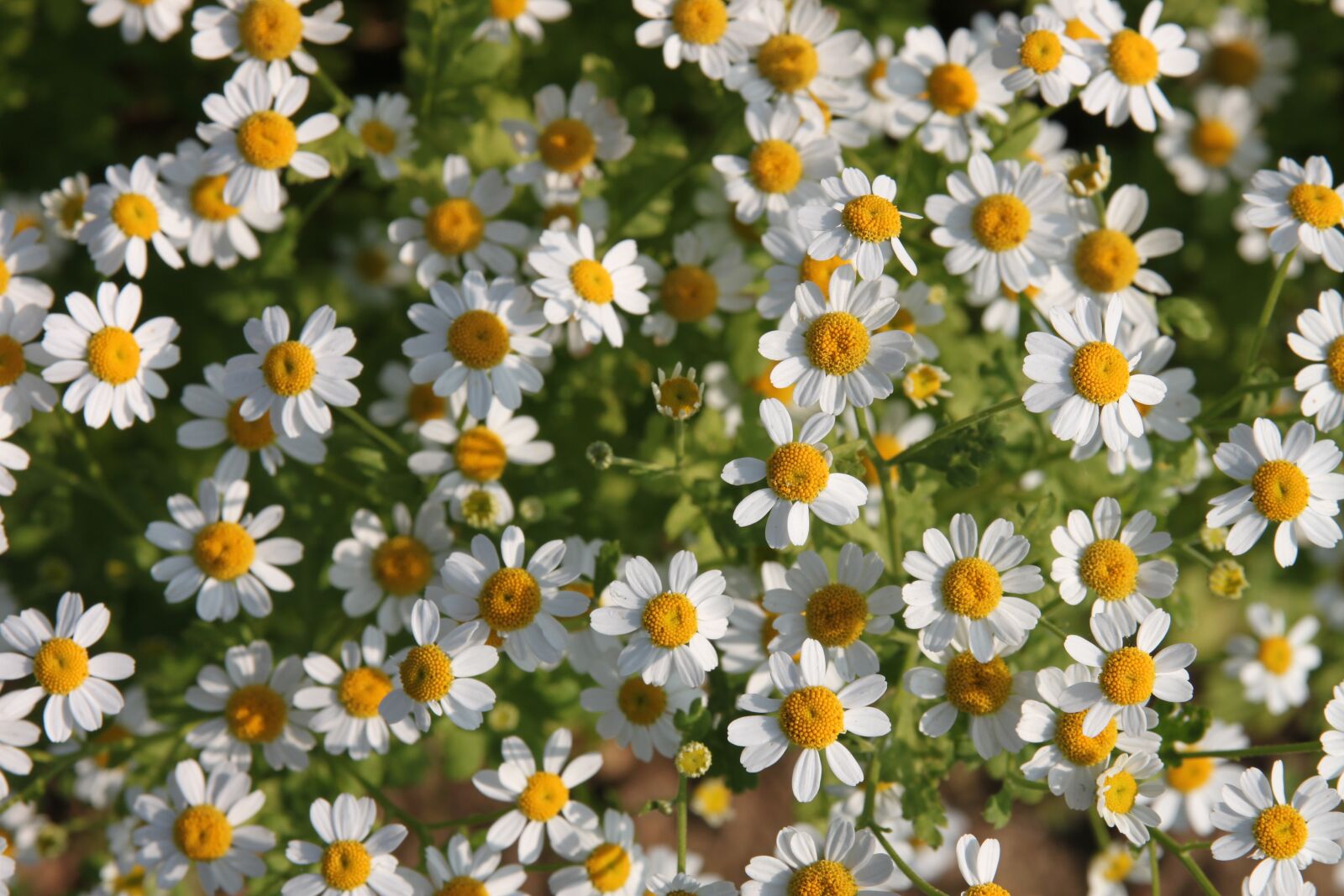Canon EOS 500D (EOS Rebel T1i / EOS Kiss X3) sample photo. Flower, flowers, flora photography