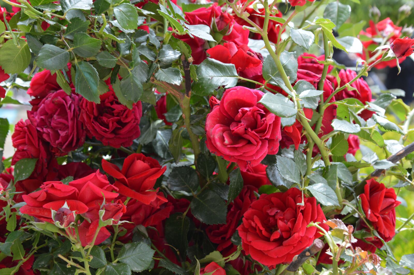 Nikon D3200 sample photo. Rose, flower, plant photography