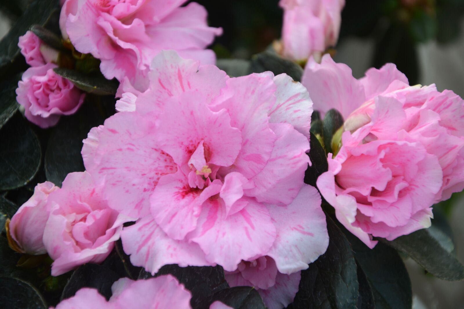 Nikon D5200 sample photo. Flowers, pink, plant photography