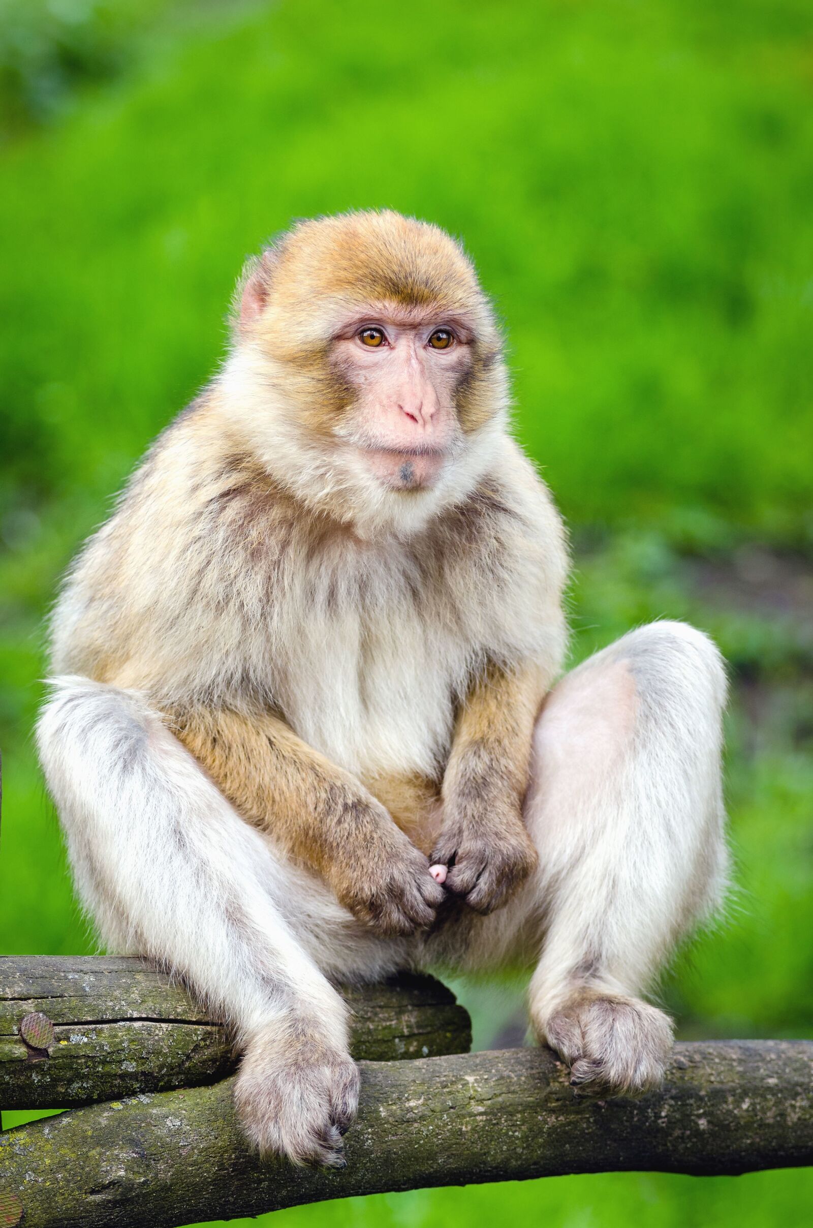 Nikon D7000 sample photo. Monkey, animals, wildlife, wood photography