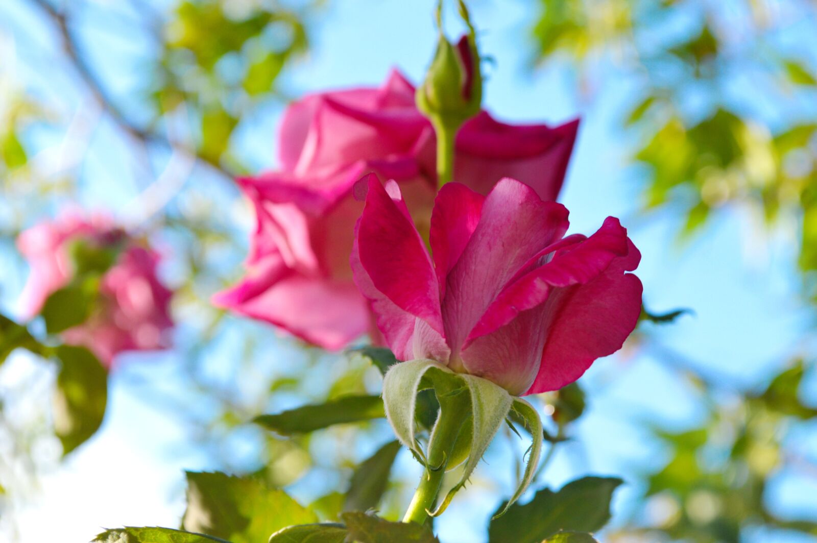 Nikon D3200 sample photo. Roses, pink, trees photography