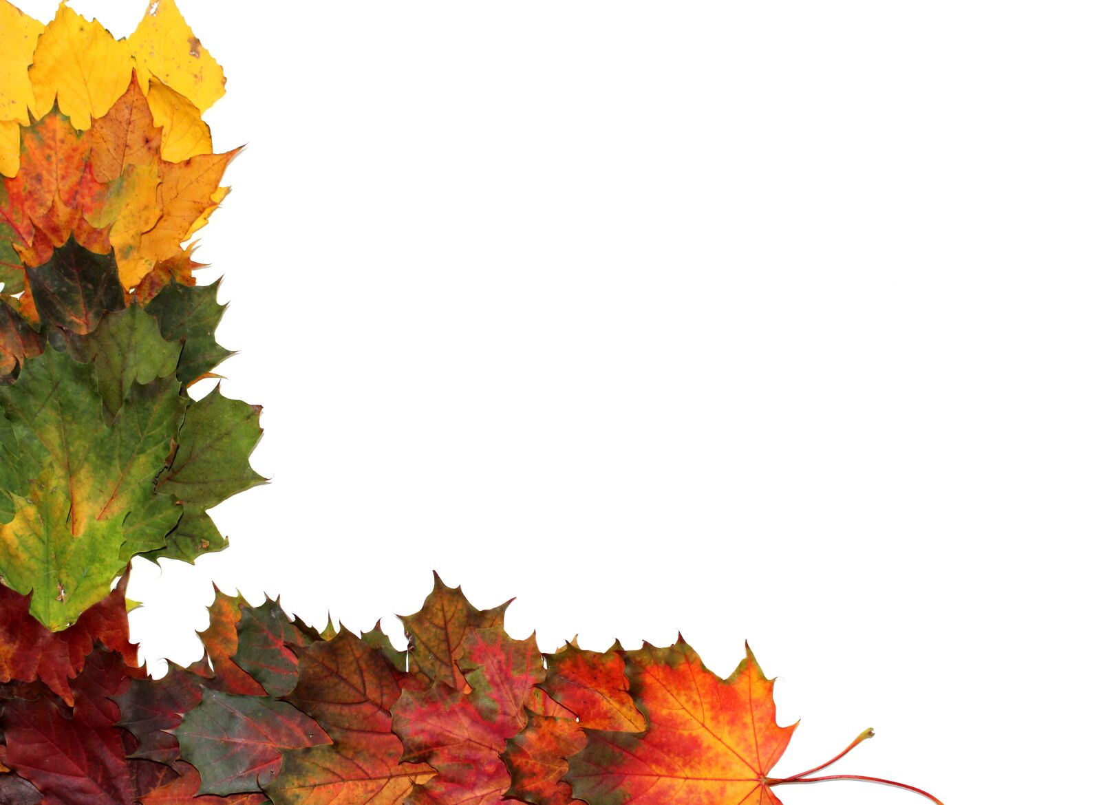 Canon EOS 700D (EOS Rebel T5i / EOS Kiss X7i) sample photo. Leaves, autumn, fall foliage photography