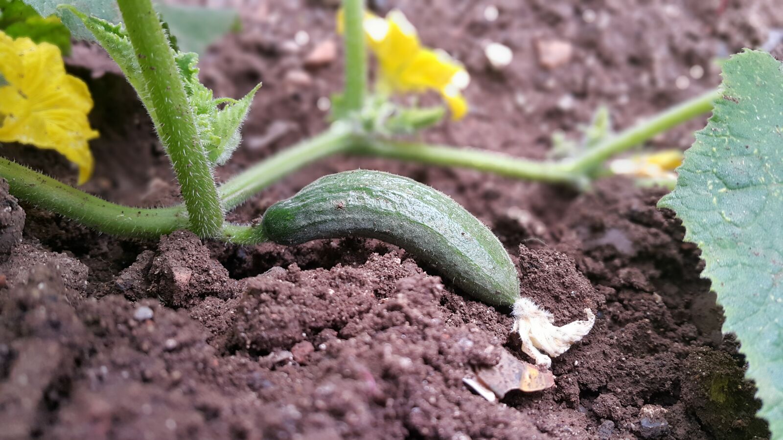 Samsung Galaxy Note4 sample photo. Cucumber, green, flower photography