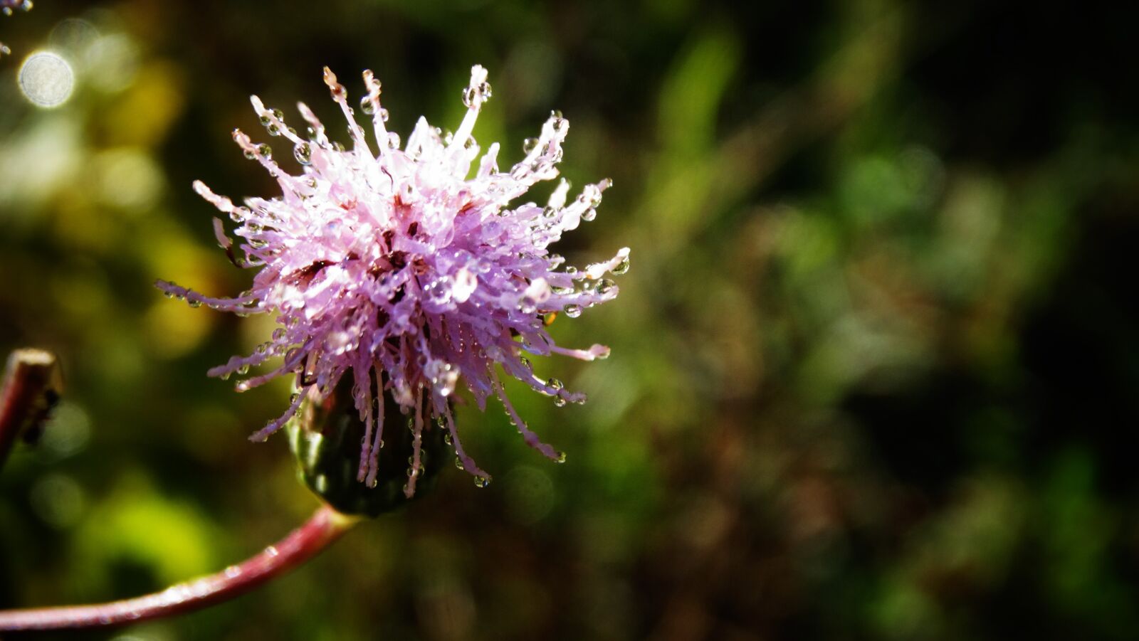 Sony Cyber-shot DSC-HX300 sample photo. Flower, thistle, pink photography