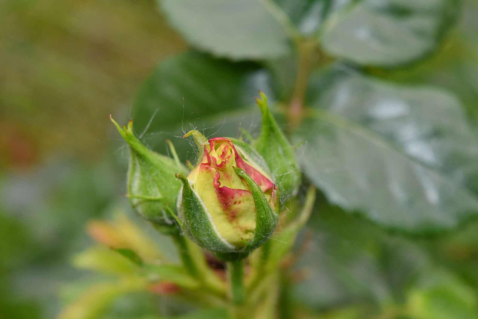 Nikon D5500 sample photo. Yellow leaves, beautiful flowers photography