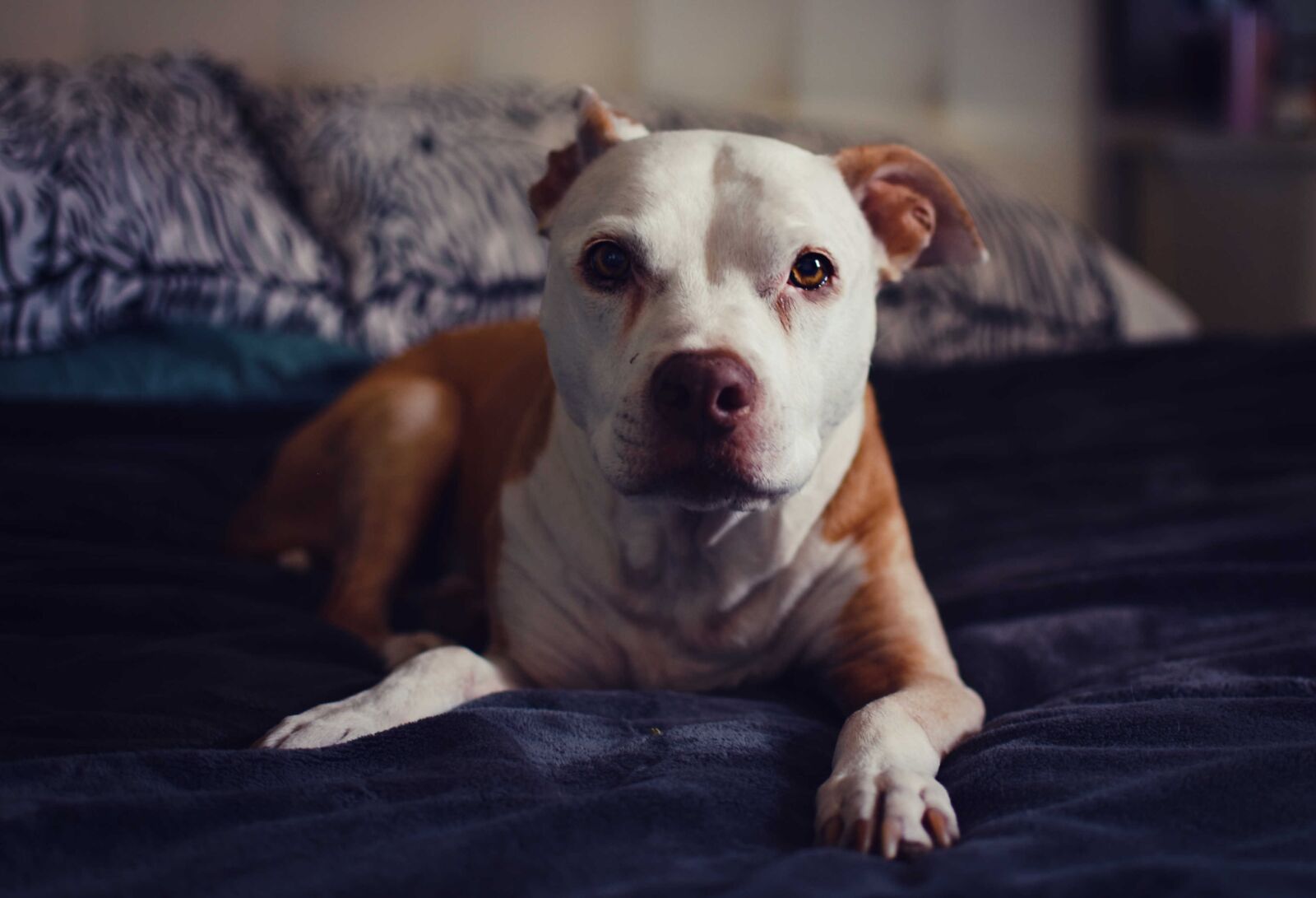 Nikon D3400 sample photo. Dog, pet, puppy photography
