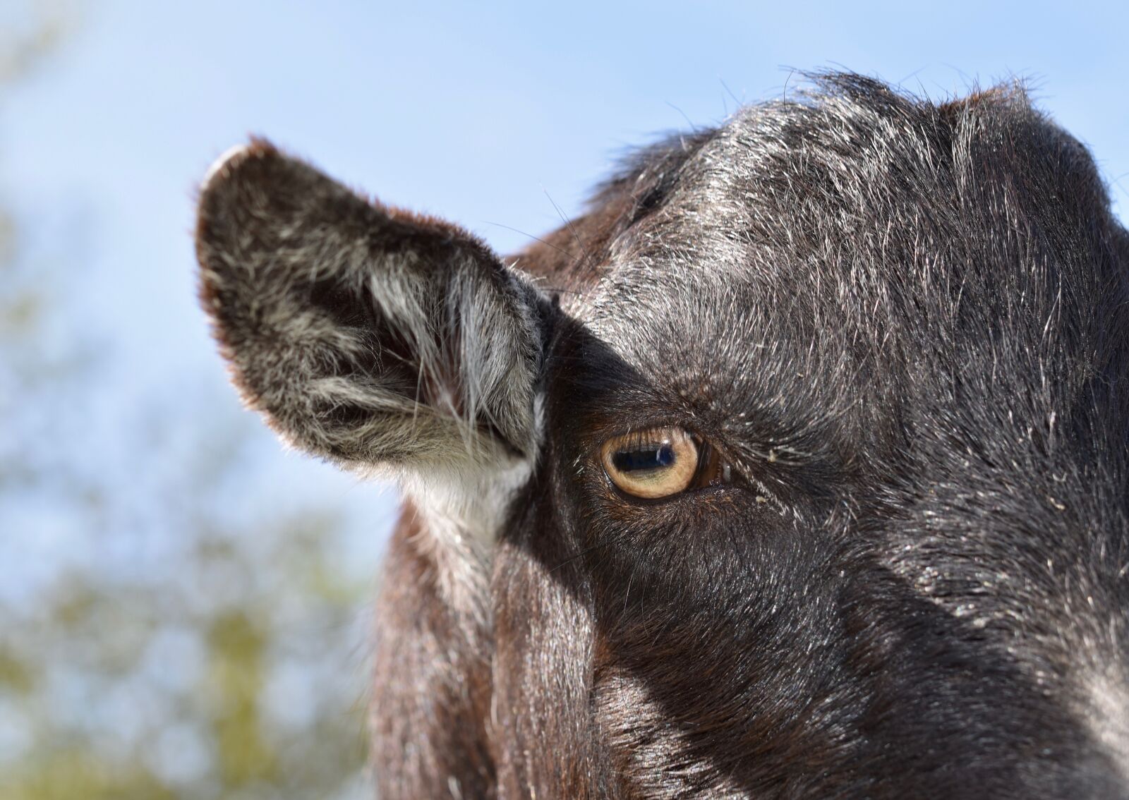 Nikon D5600 sample photo. Eye of the goat photography