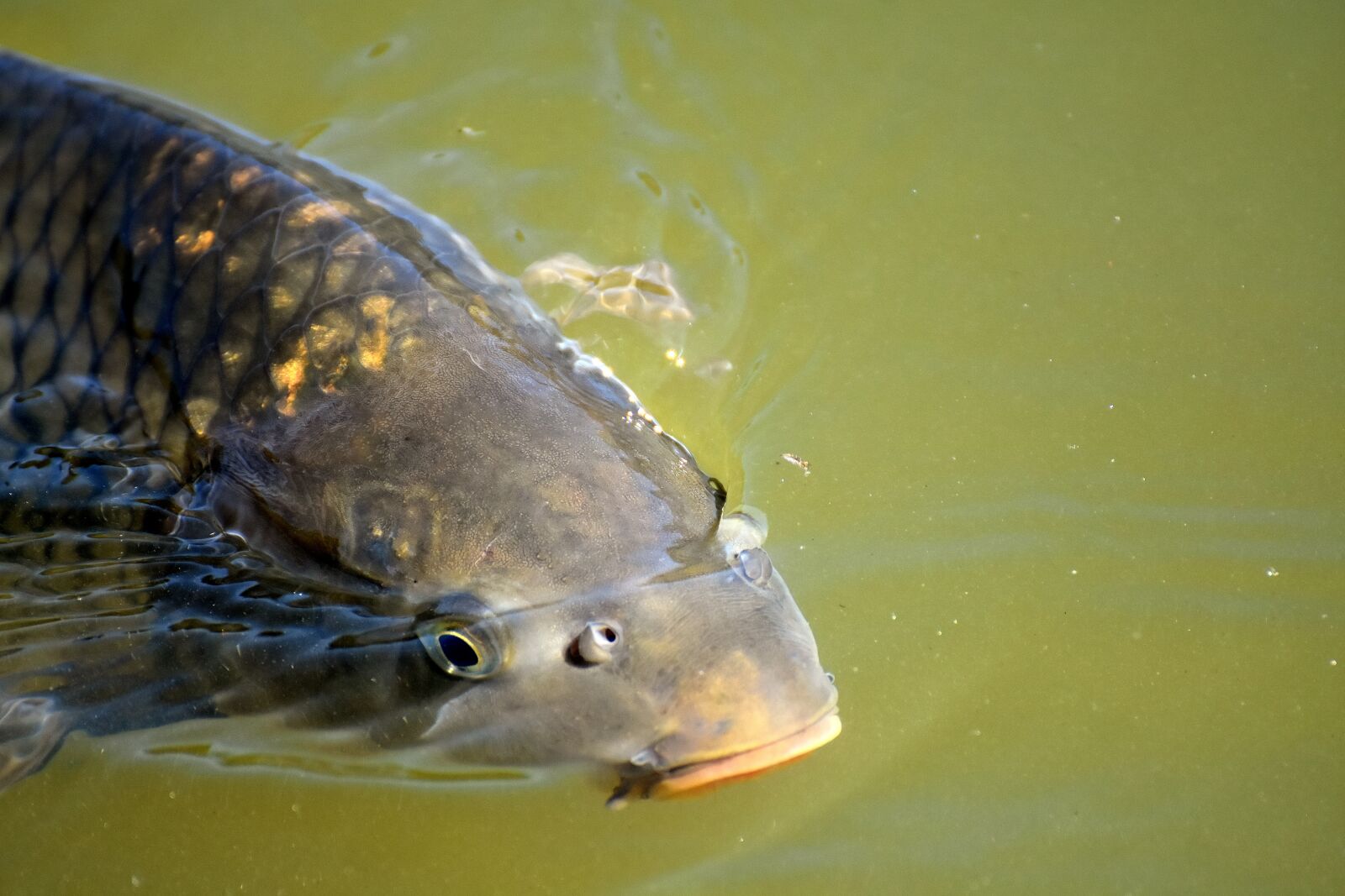 Nikon D7200 sample photo. Carp, fish, water photography