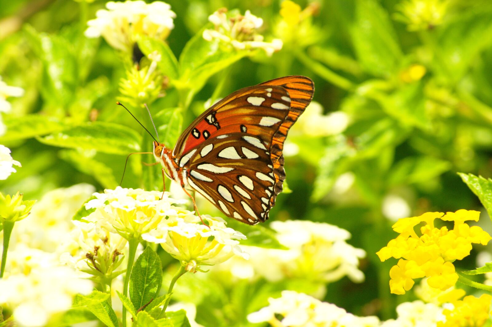 Pentax K20D sample photo. Butterfly, brown, green photography