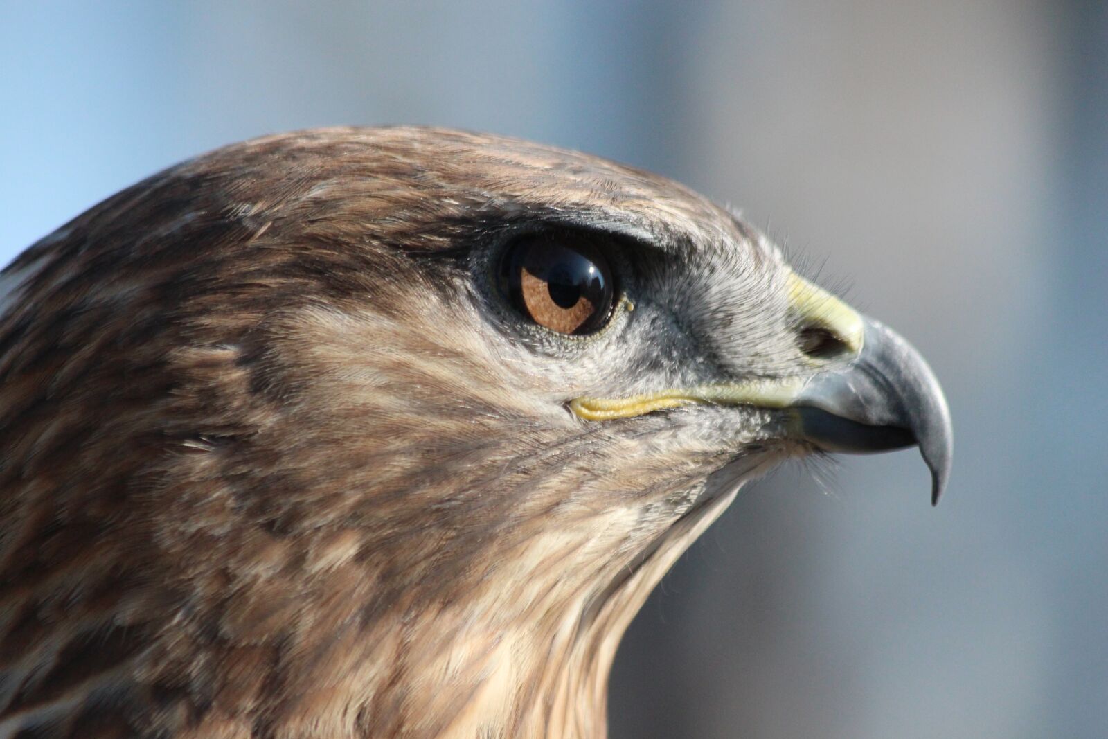 Canon EOS 650D (EOS Rebel T4i / EOS Kiss X6i) sample photo. Buzzard, bird, bird of photography