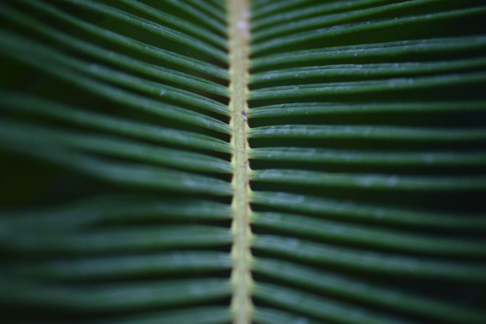 Nikon D3300 sample photo. Foliage, green, plant photography