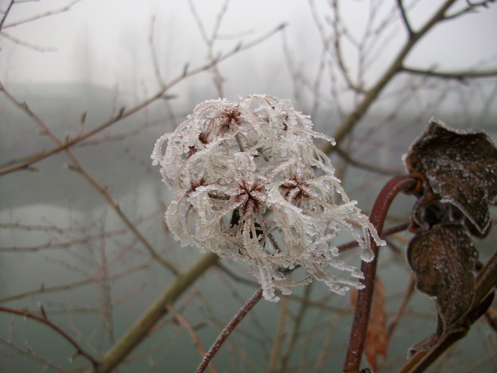 Kodak EASYSHARE M1063 DIGITAL CAMERA sample photo. Tree branch, frost, frozen photography