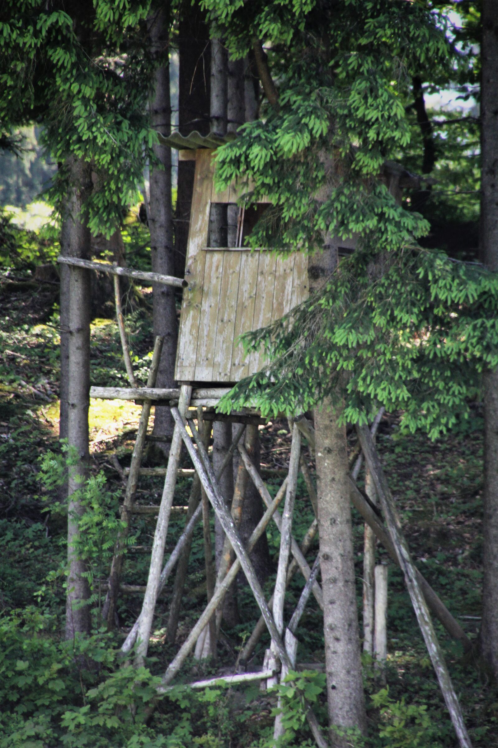 Canon EOS 60D sample photo. Perch, delight, hunting photography