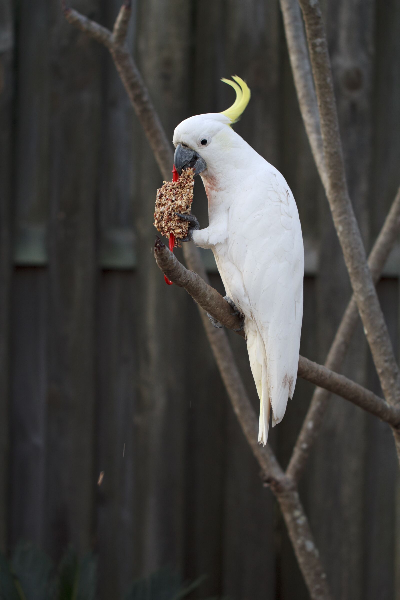 Canon EF 100mm F2.8L Macro IS USM sample photo. Alba, animal, aviary photography