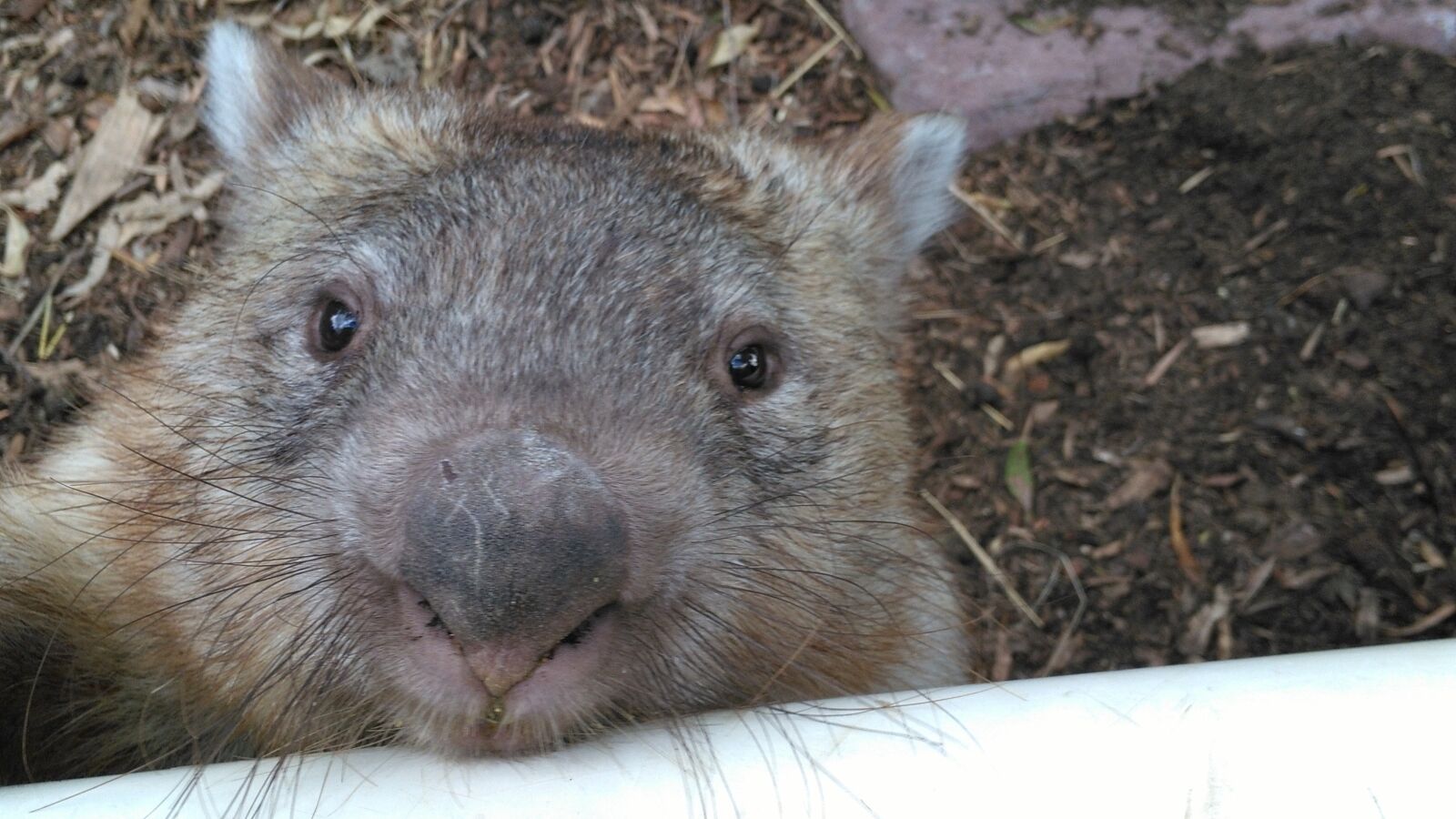 HUAWEI honor 6x sample photo. Australia, wombat, fluffy photography