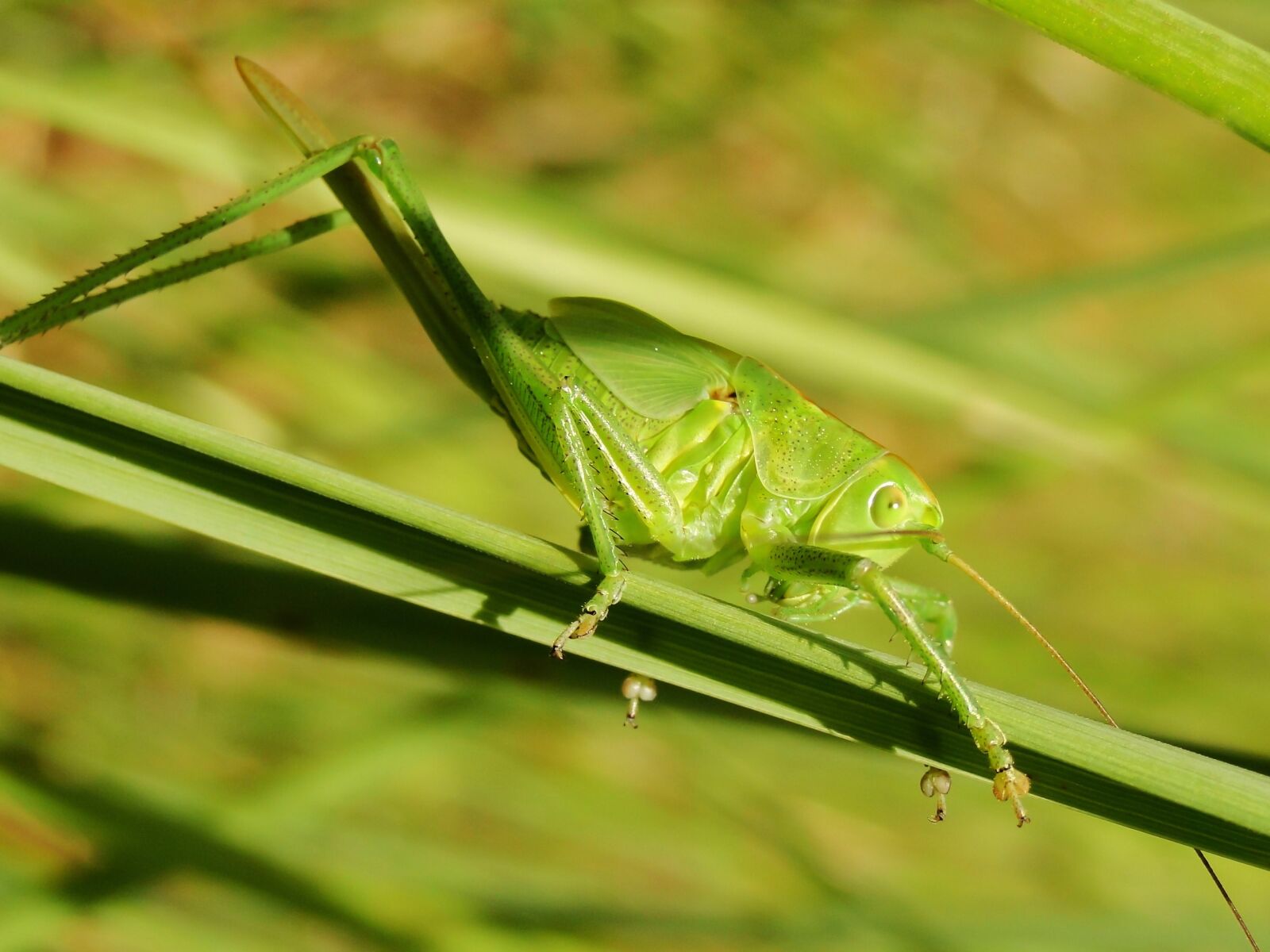 Sony Cyber-shot DSC-HX1 sample photo. Insect, grasshopper, nature photography