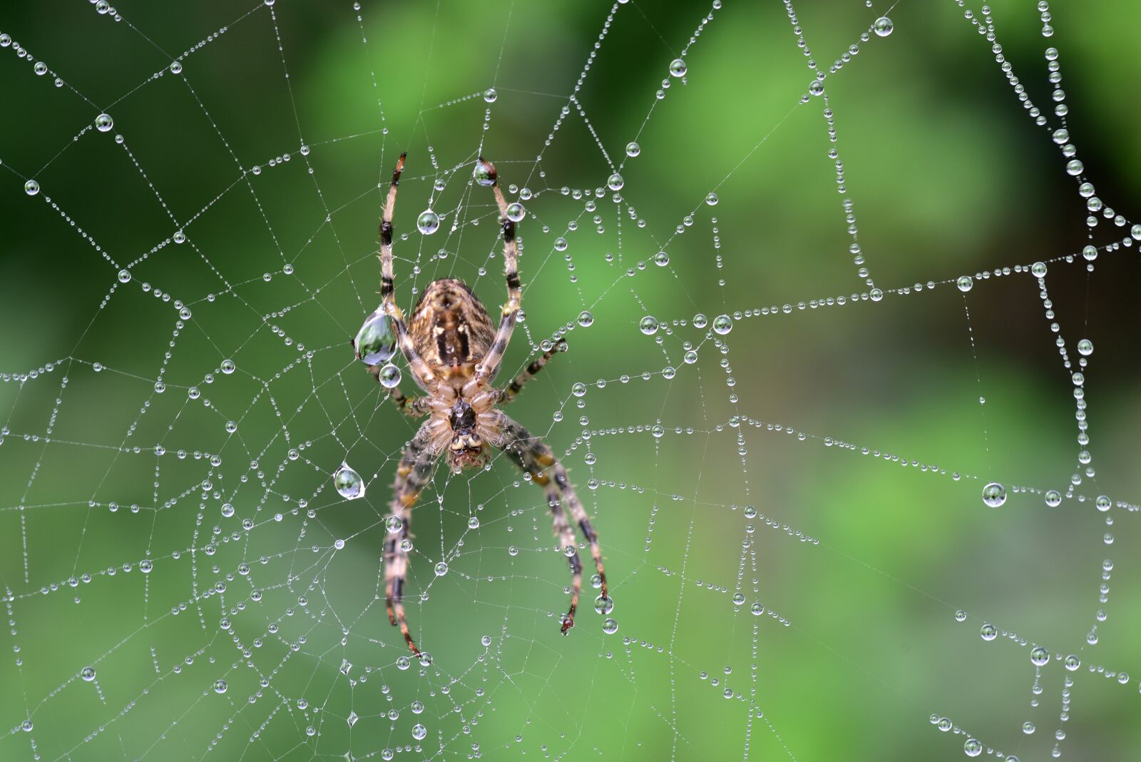 Nikon D750 sample photo. Spider, cobweb, araneus photography