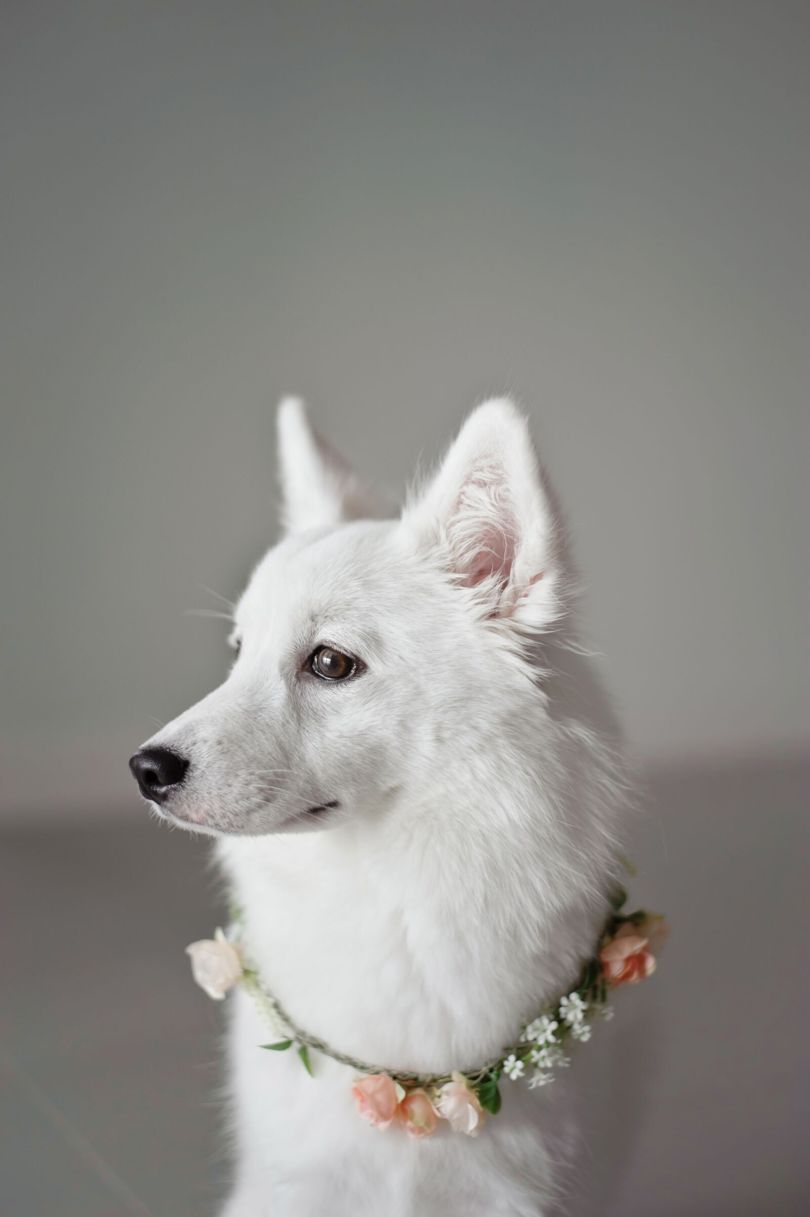 Nikon D700 sample photo. White, puppy, canine photography