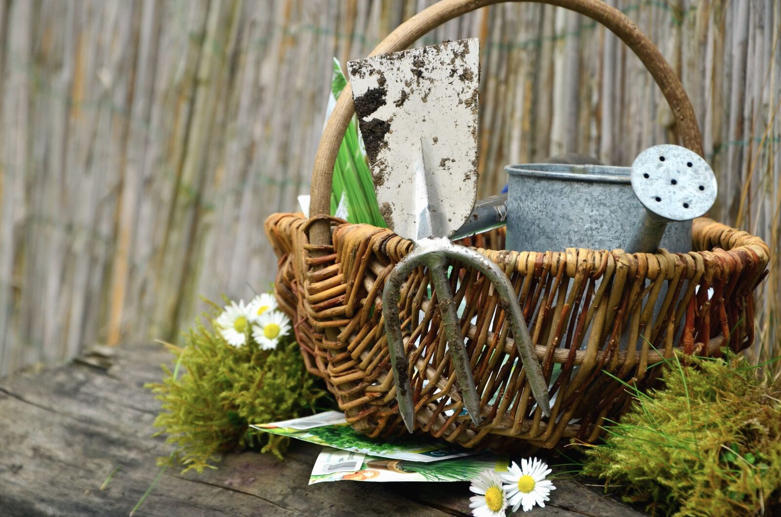 Nikon D5100 sample photo. Basket, daisy, basket, seed photography