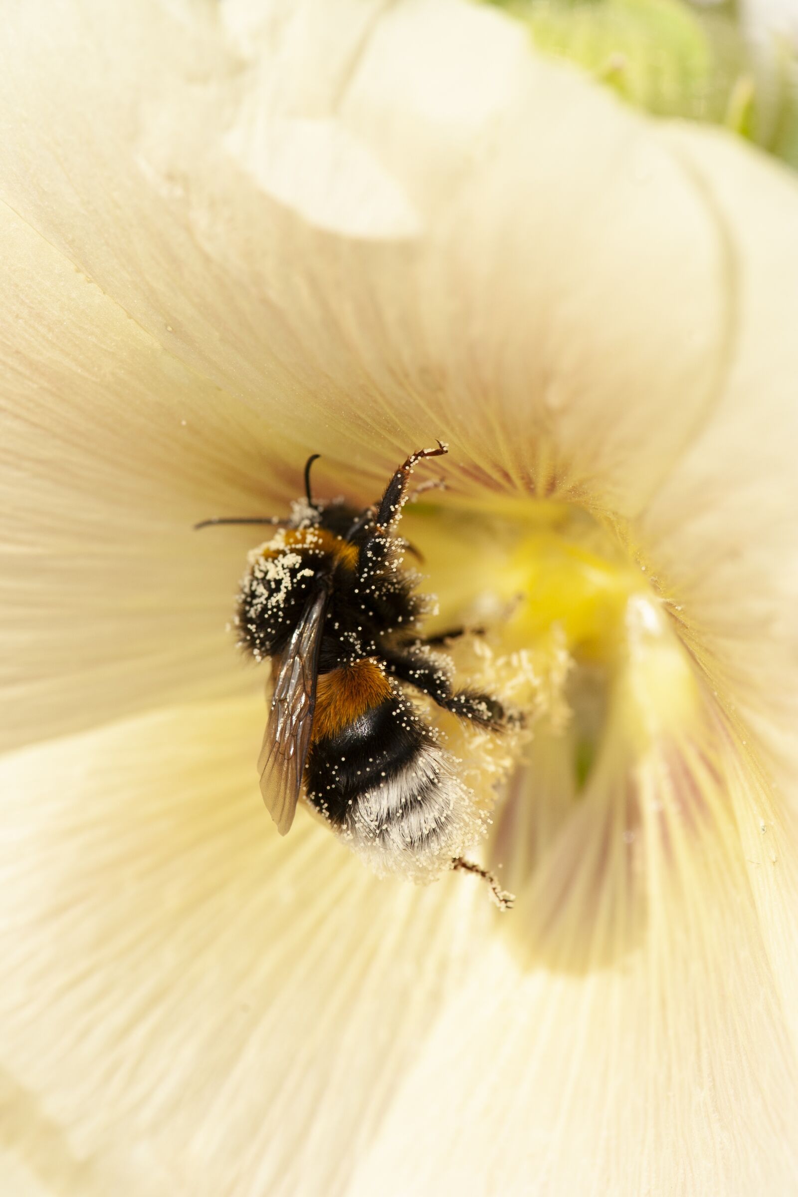 Nikon D700 sample photo. Bumble bee, flower, bumblebee photography