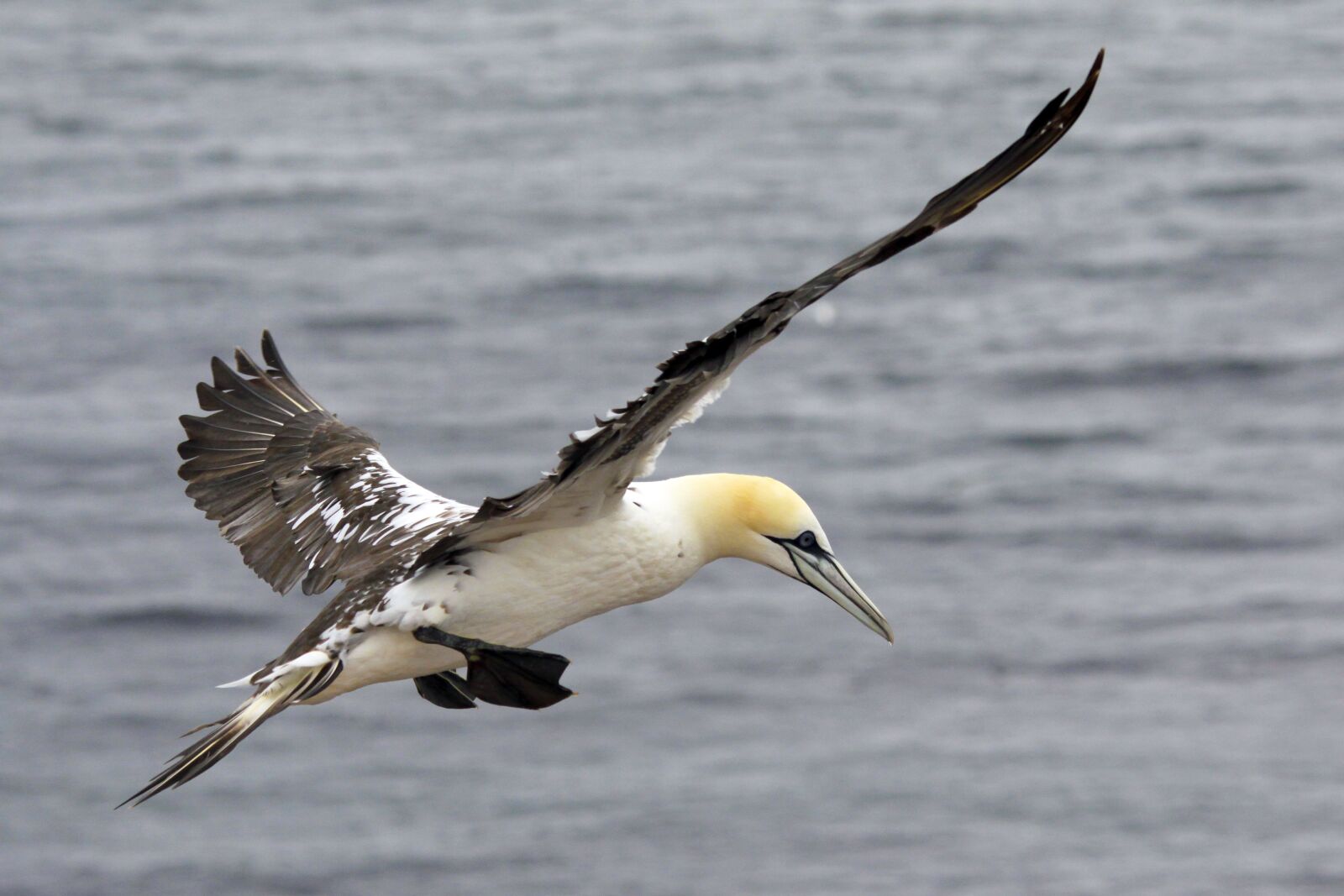 Canon EOS 50D sample photo. Germany, mecklenburg, north sea photography