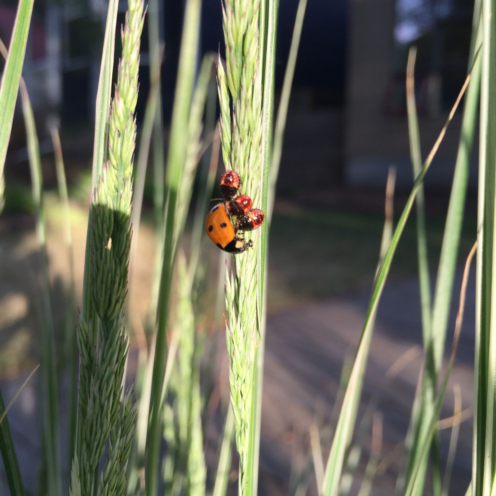 Apple iPhone 6 sample photo. Nature, grass, summer photography