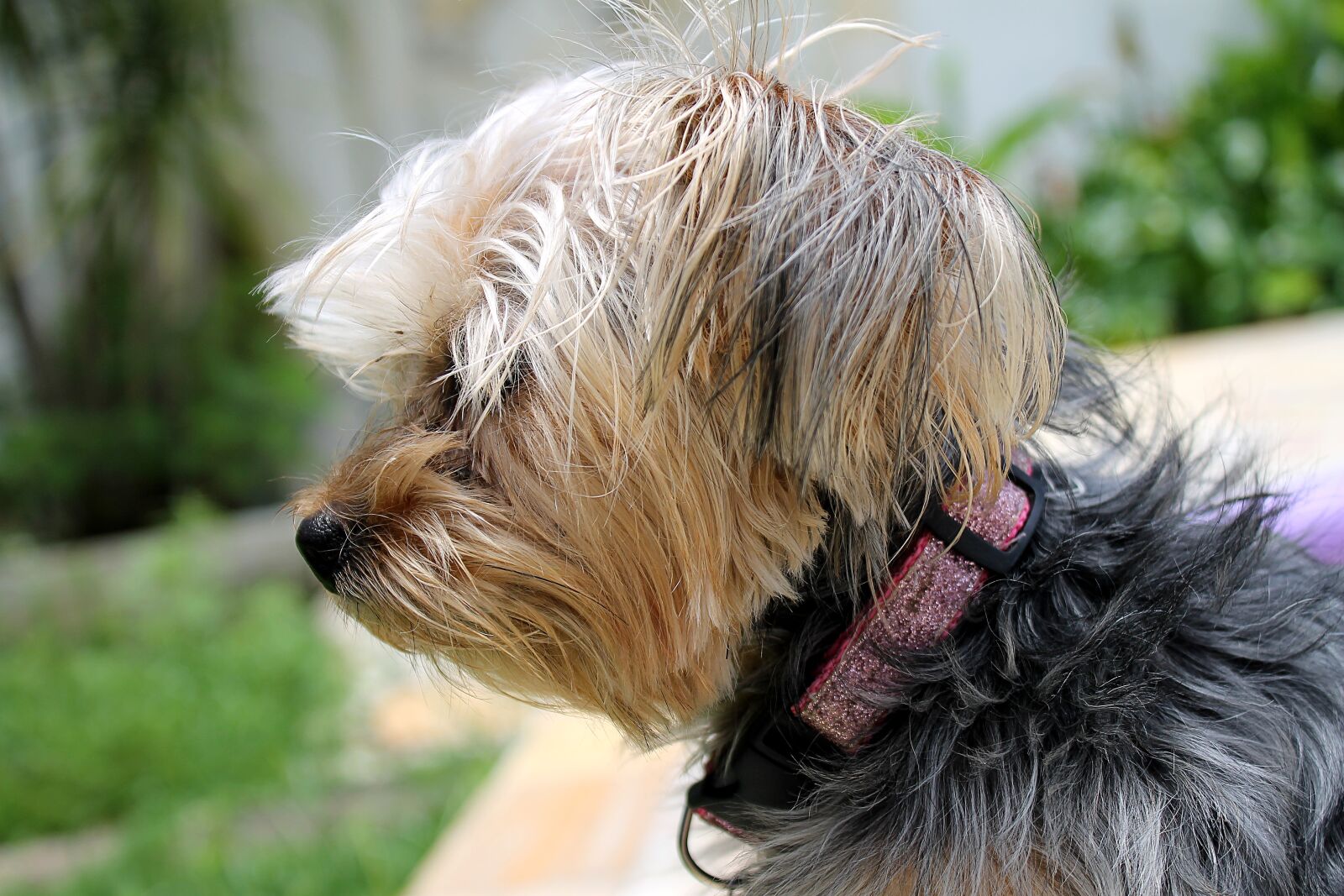 Canon EOS 1100D (EOS Rebel T3 / EOS Kiss X50) sample photo. Yorkshire, puppy, domestic photography