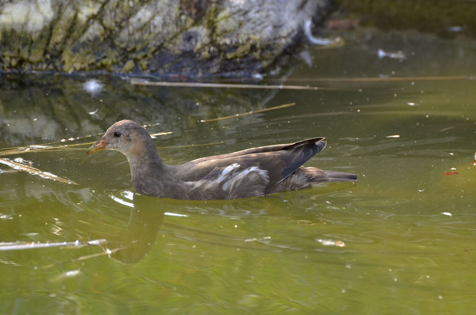 Nikon D7000 sample photo. Moorhen, floating, bird photography