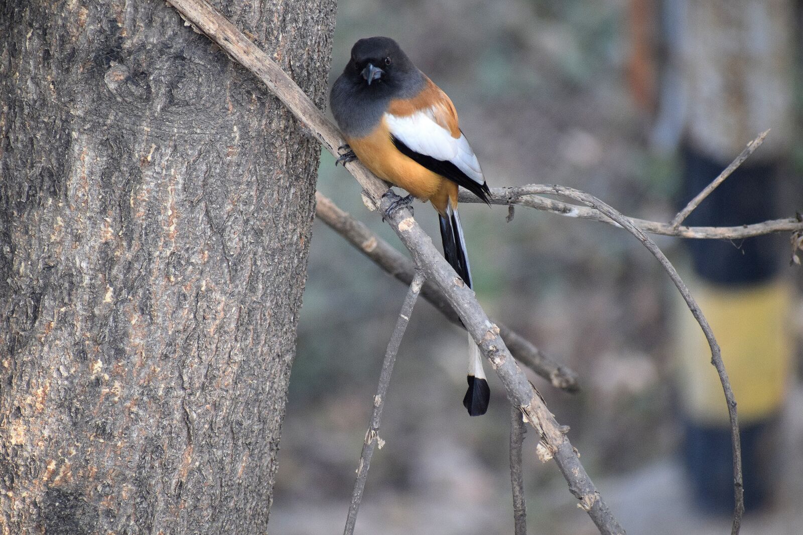Nikon D3300 sample photo. Bird, sitting, branch photography