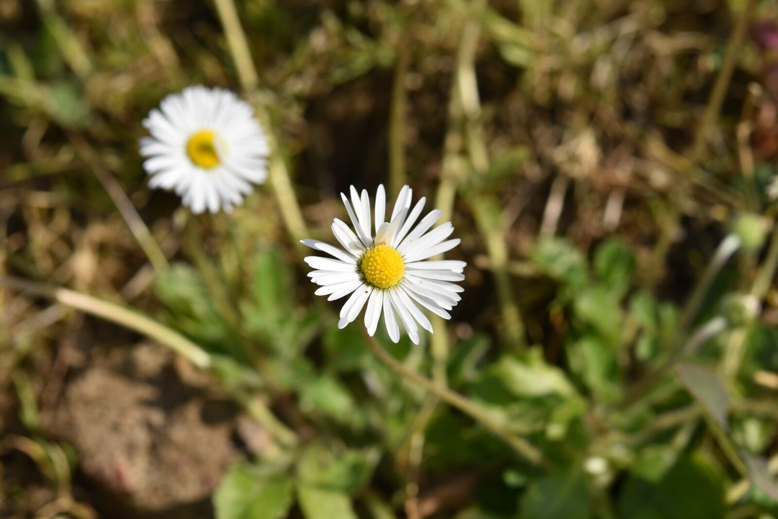 Nikon D5600 sample photo. Flower, flora, marguerite photography