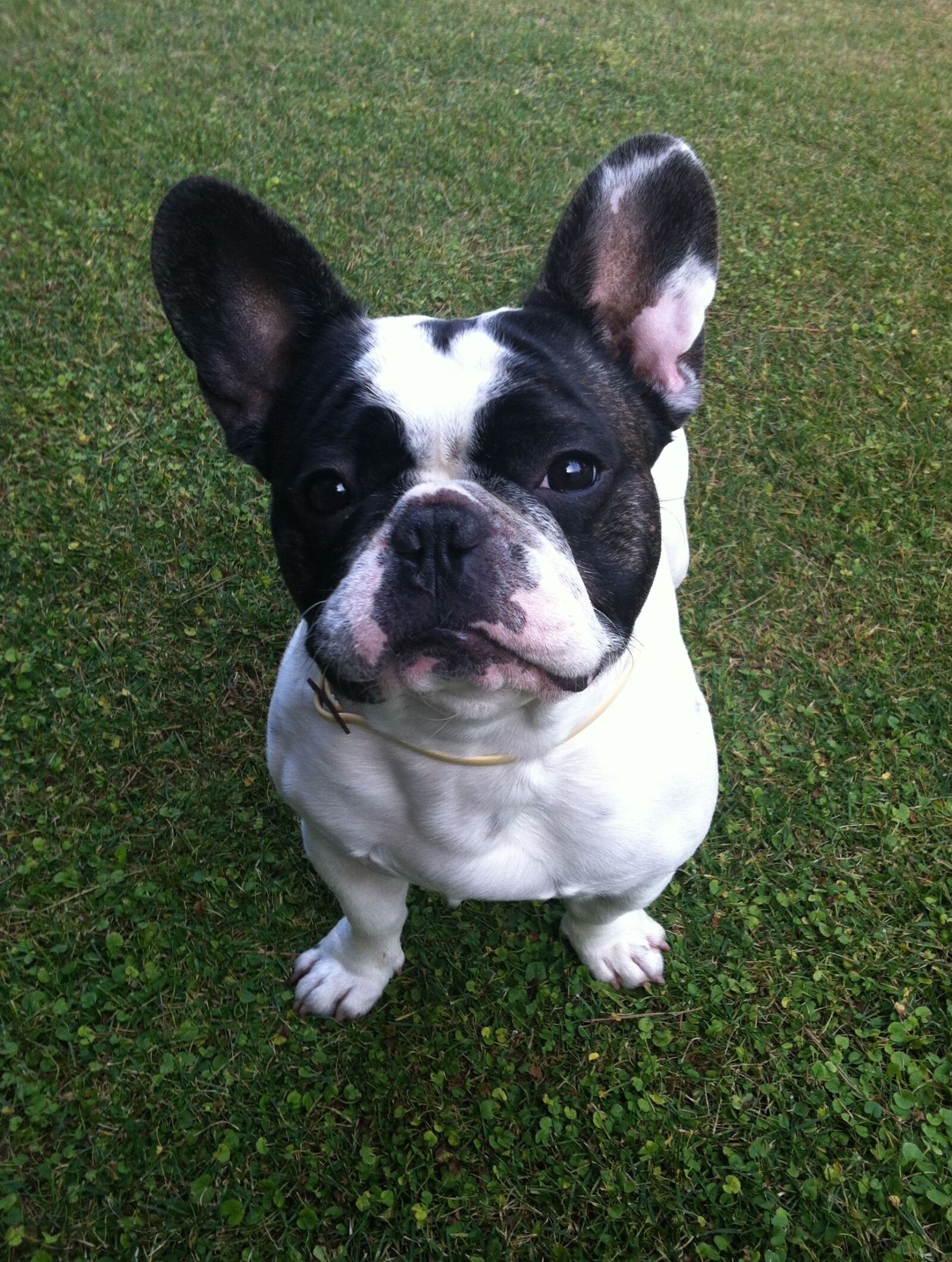 iPhone 4 back camera 3.85mm f/2.8 sample photo. Dog, bulldog french, lawn photography