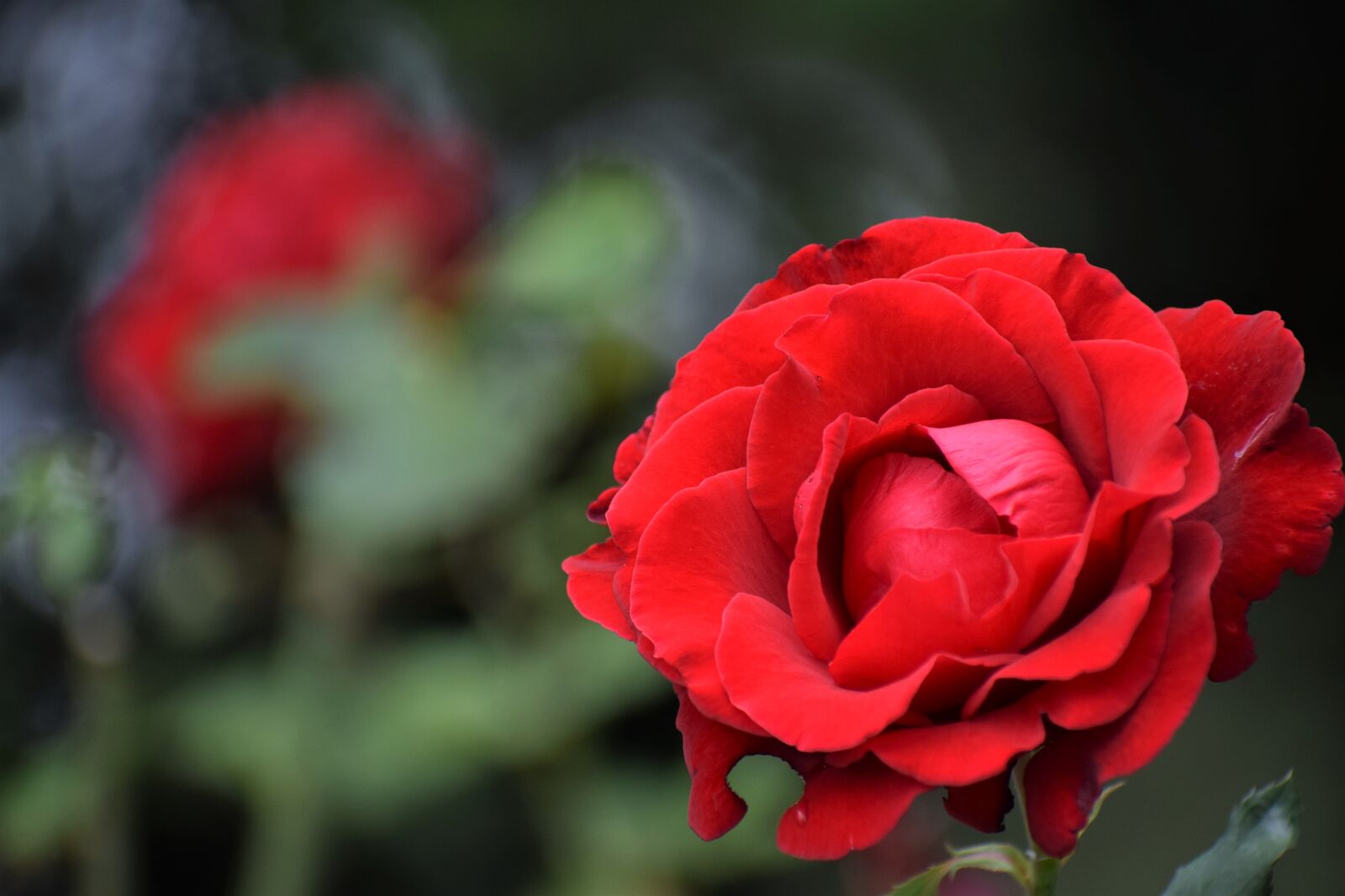 Nikon D3300 sample photo. Red roses, love symbol photography