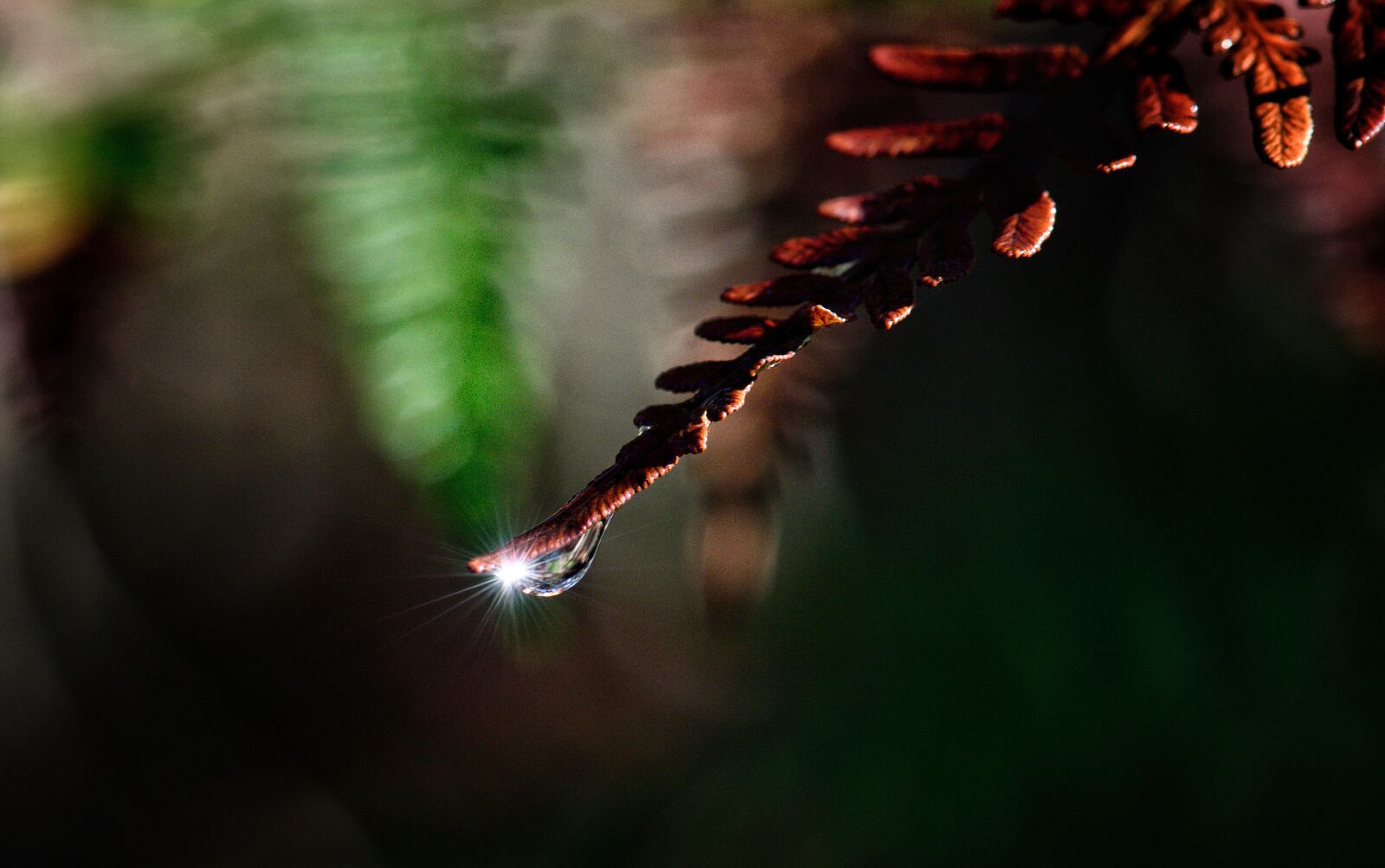 Nikon D3300 sample photo. Water, raindrop, rain photography
