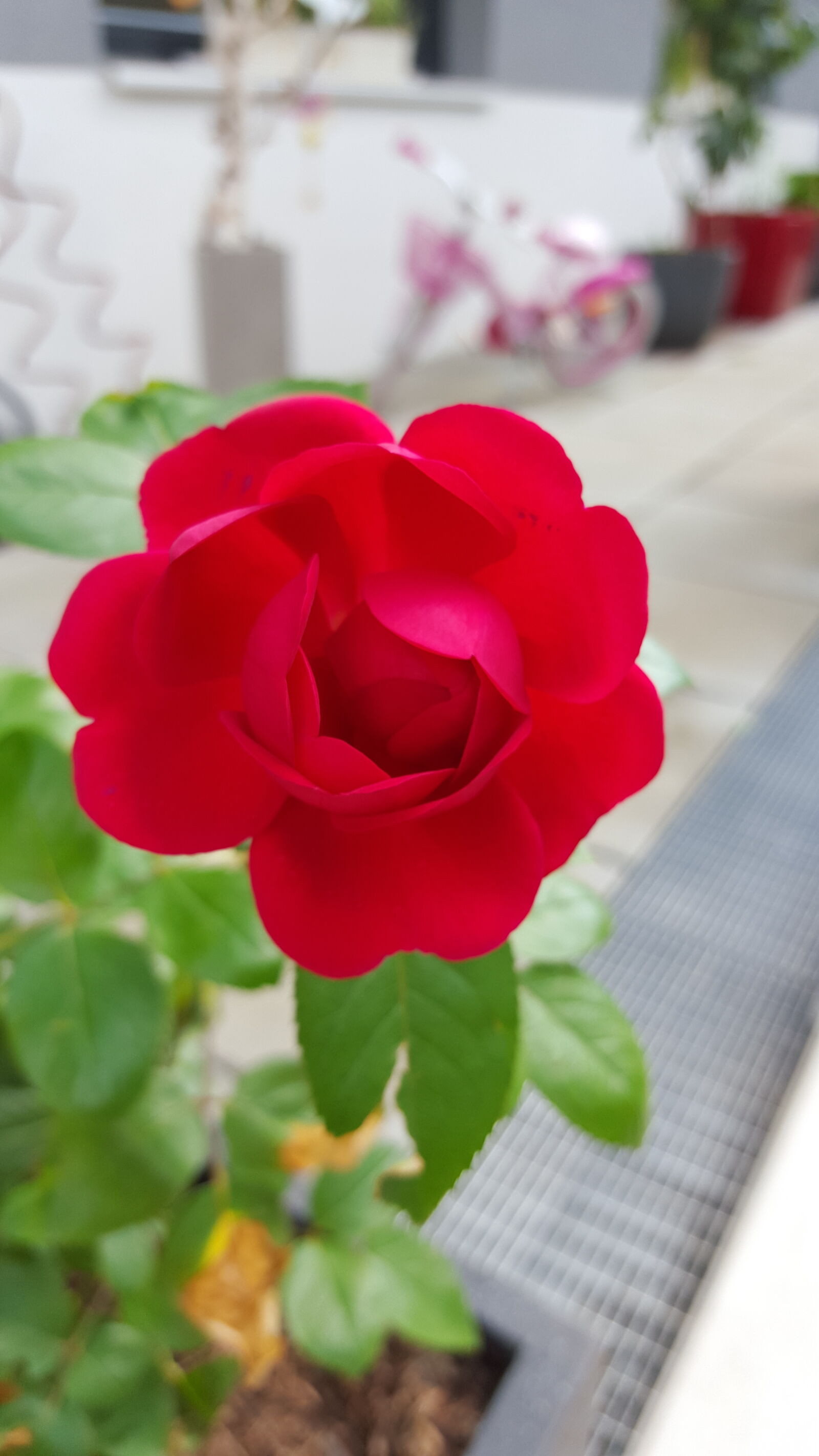 Samsung Galaxy S6 sample photo. Red, rose photography