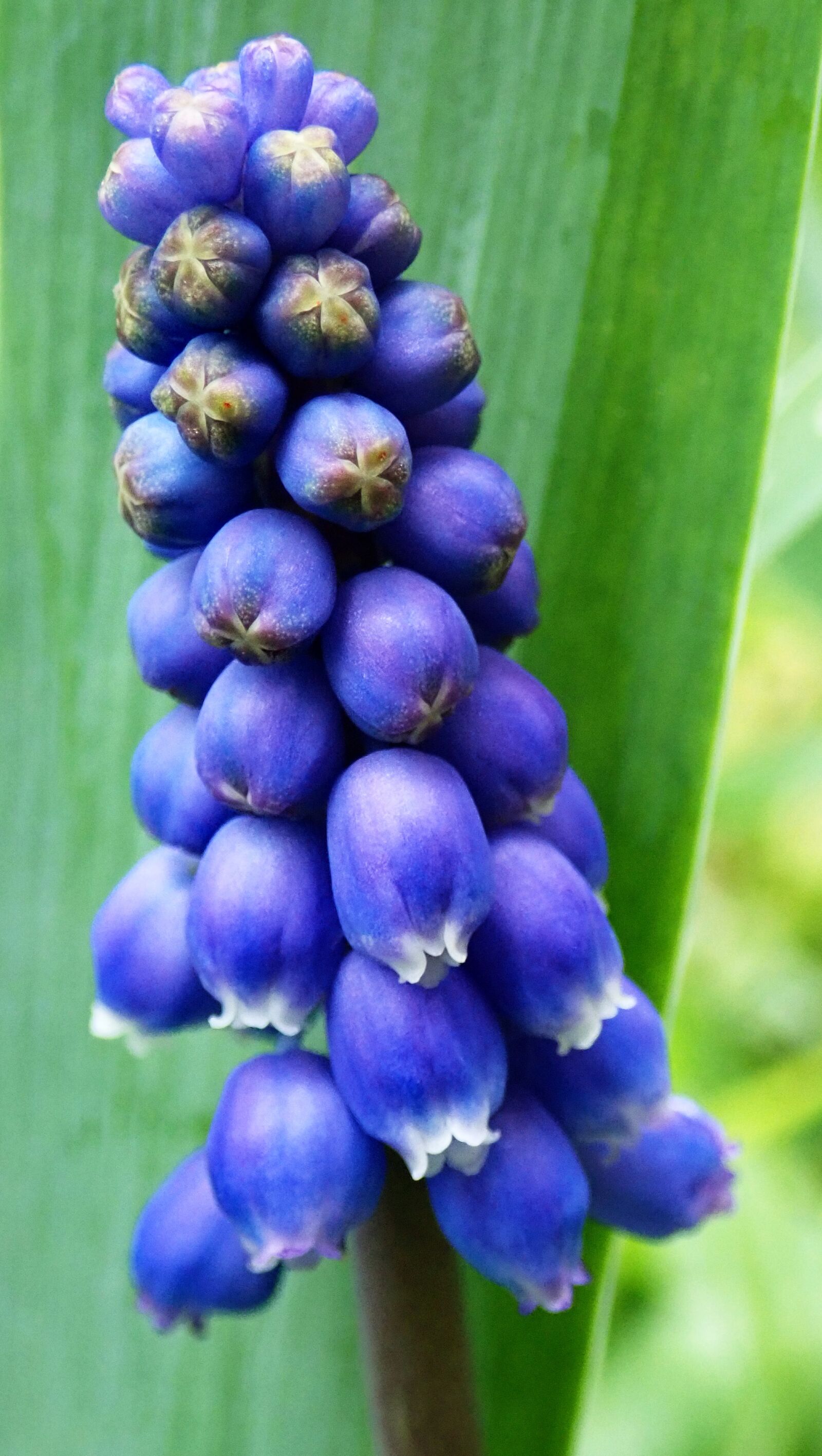 Olympus TG-5 sample photo. Grape hyacinth, bulb, blue photography
