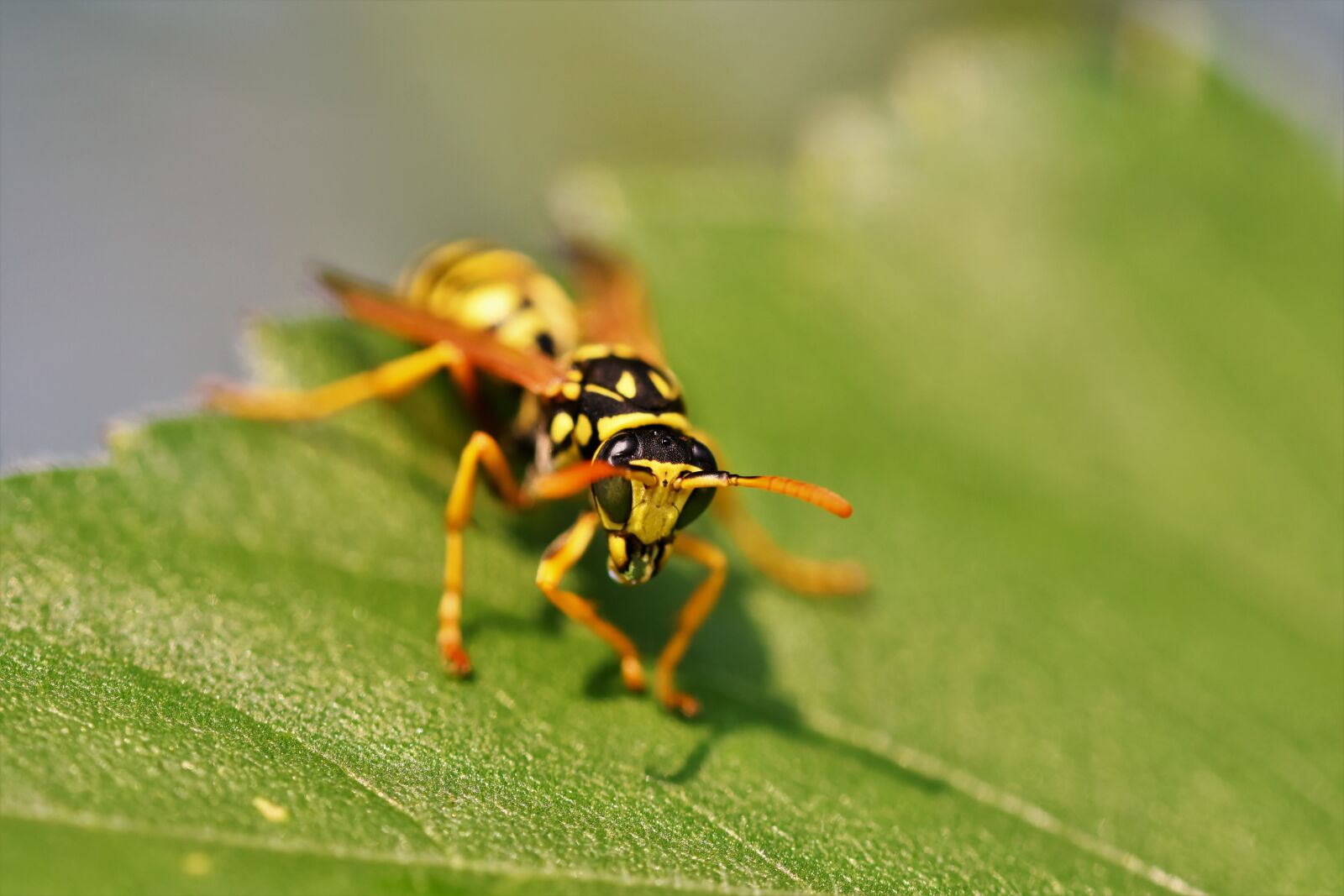 Nikon D7200 sample photo. Wasp, insect, sting photography