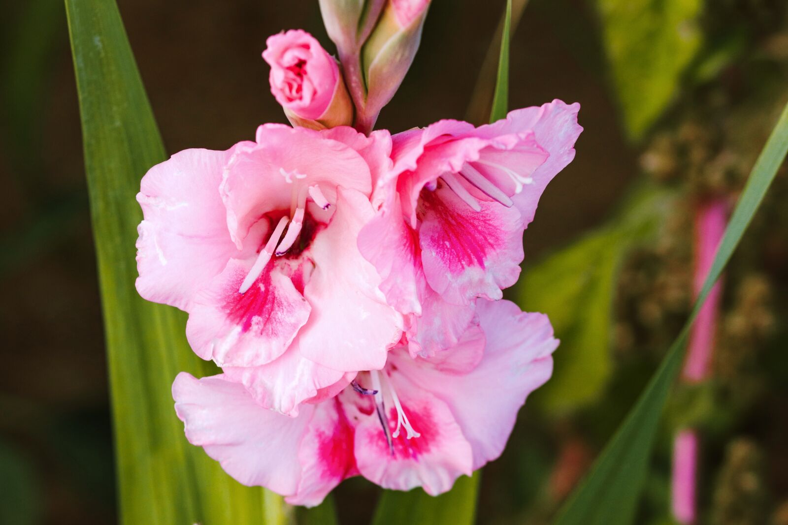 Canon EF-S 55-250mm F4-5.6 IS II sample photo. Gladiolus, sword flower, butterfly photography