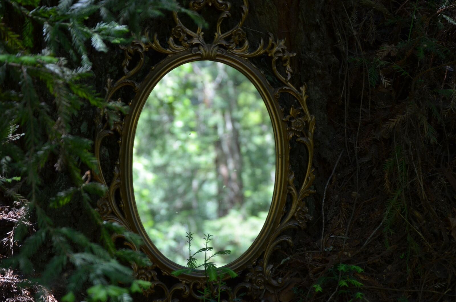 Nikon D5100 sample photo. Wood, outdoors, nature photography