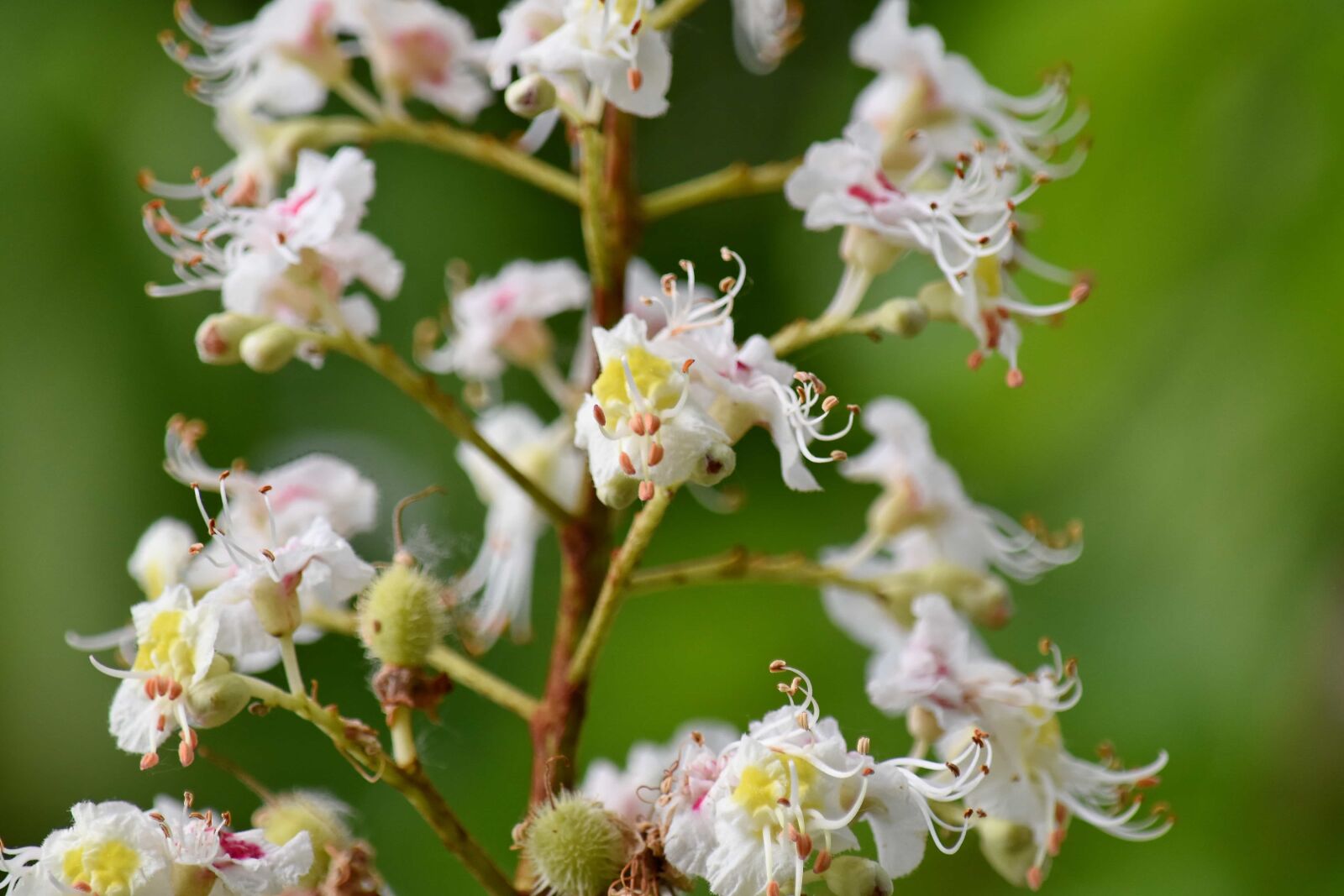 Nikon D5500 sample photo. Spring time, white flower photography