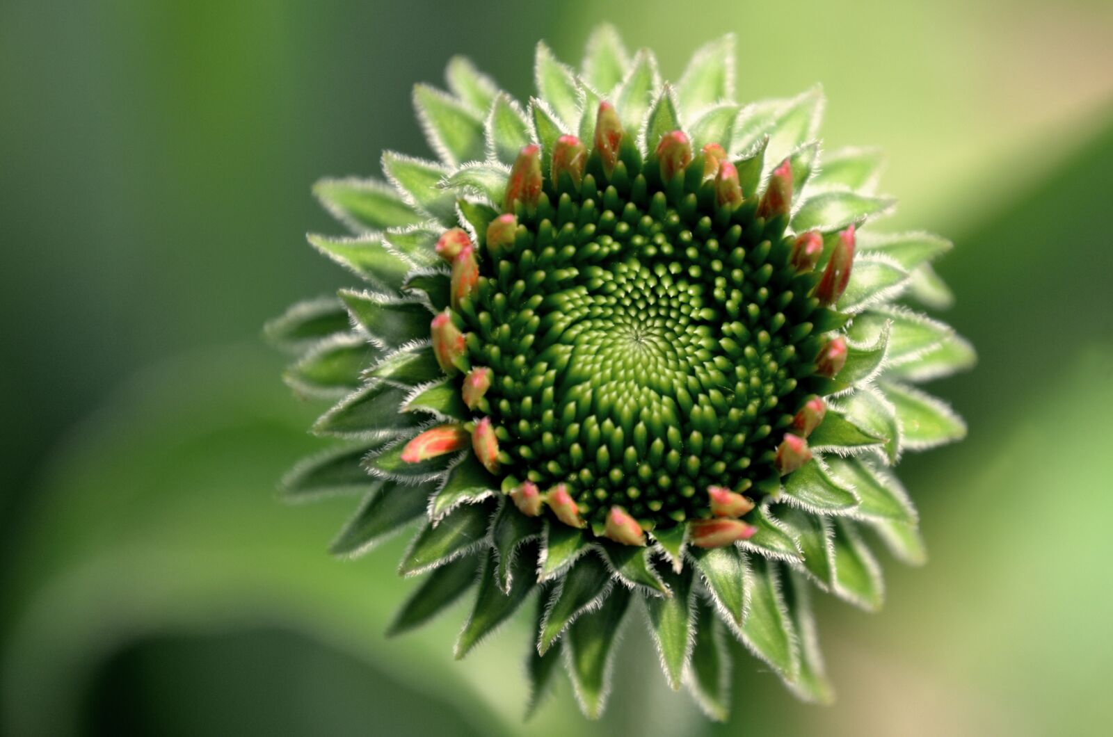 Nikon D7000 sample photo. Flower, purple kasvir g photography