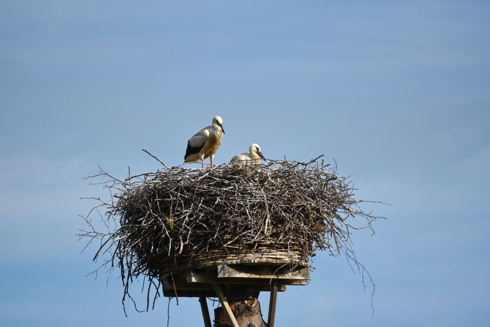 Nikon D750 sample photo. Young stork, bird, animal photography