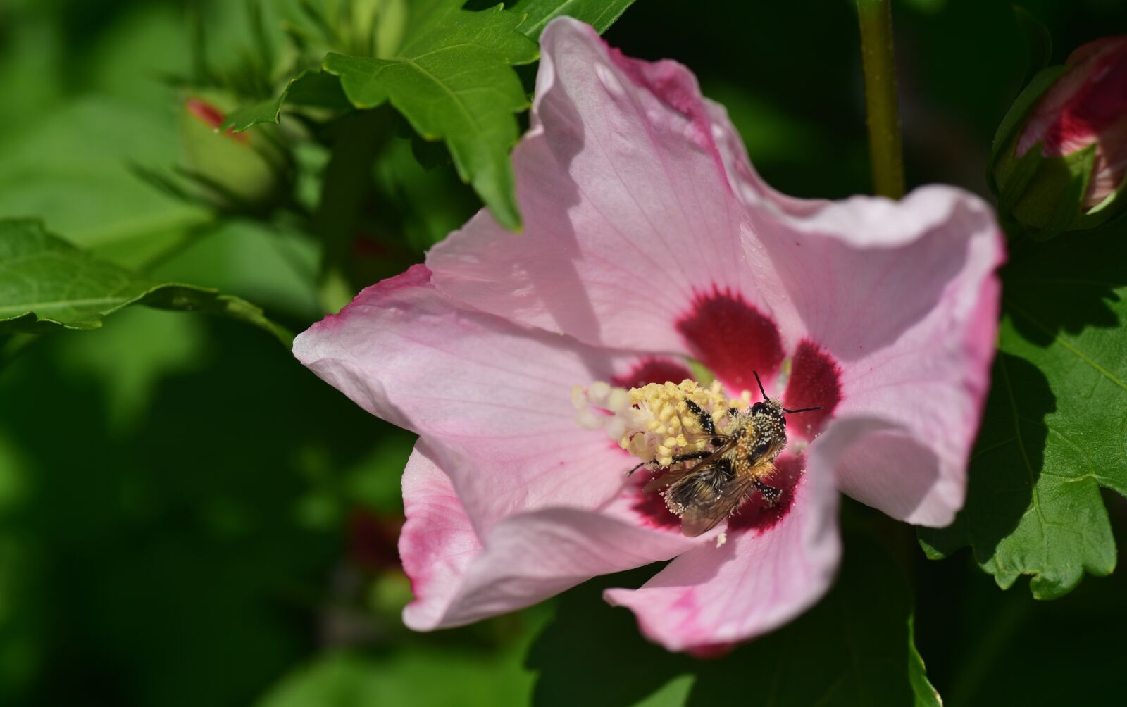Nikon D750 sample photo. Hibiscus, blossom, bloom photography