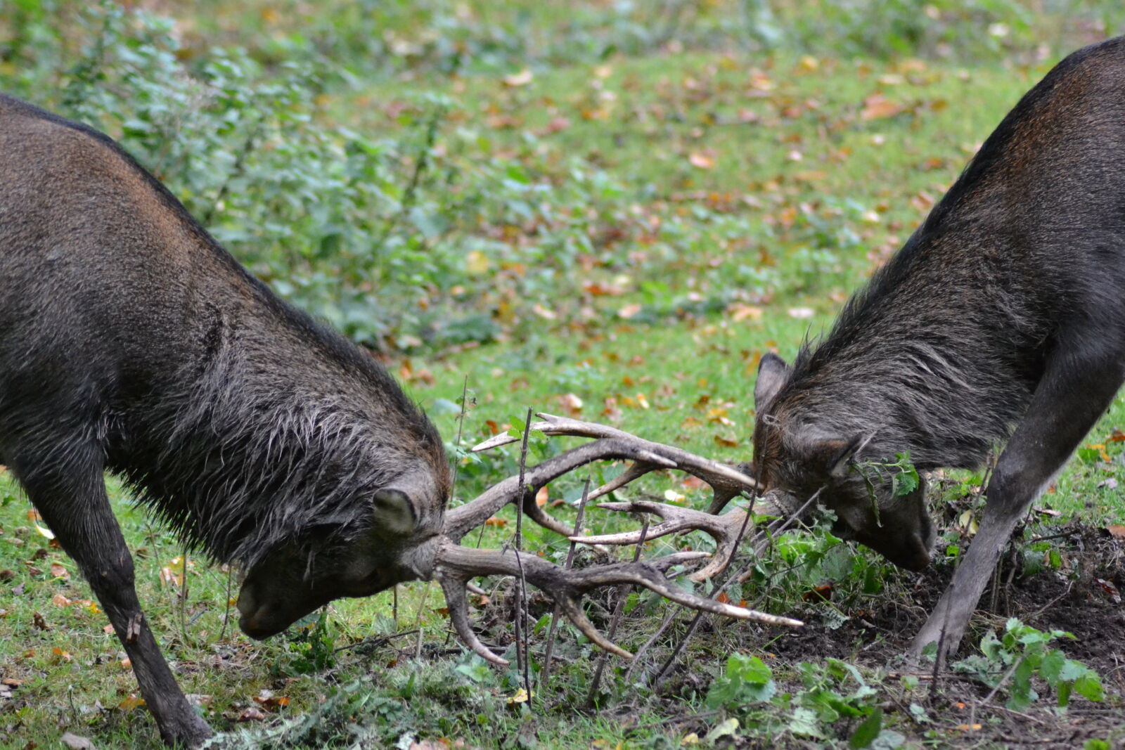 Nikon D3100 sample photo. Two, male, deer, fighting photography