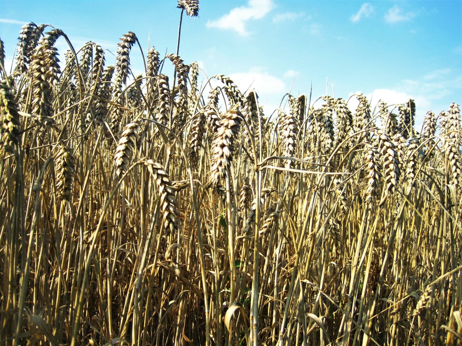 Canon PowerShot SD1200 IS (Digital IXUS 95 IS / IXY Digital 110 IS) sample photo. Wheat spike, golden yellow photography
