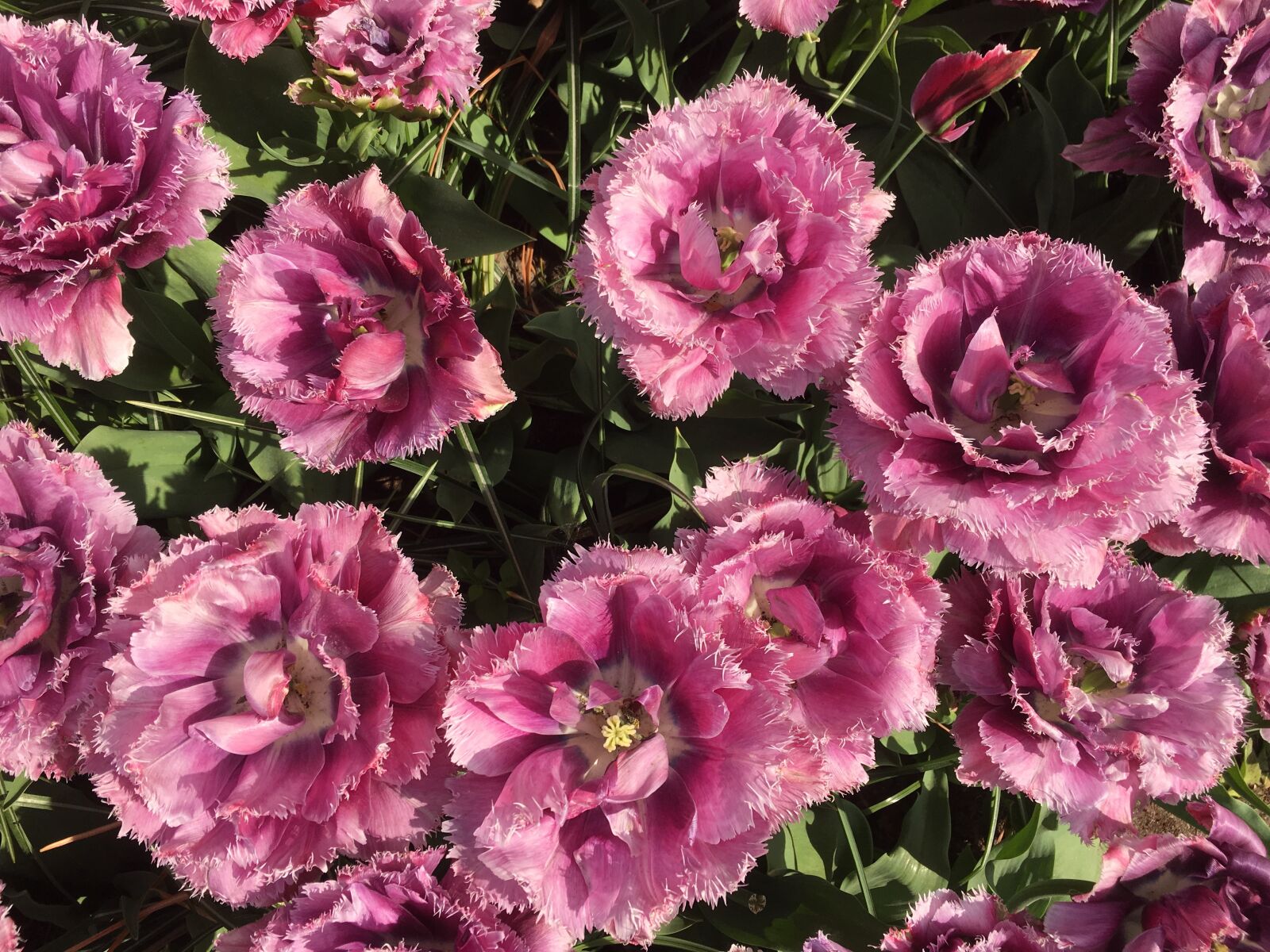 Apple iPhone 6s sample photo. Tulips, bulbs, keukenhof photography