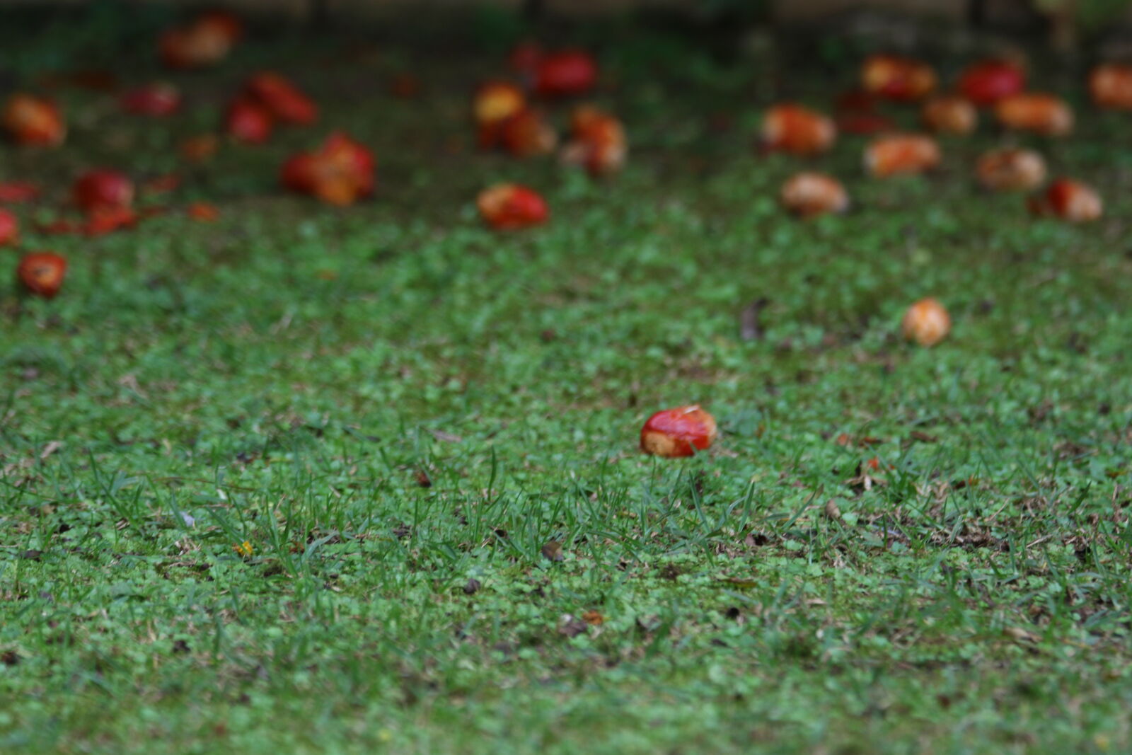 Canon EOS 7D Mark II sample photo. Green, ground, red, seeds photography