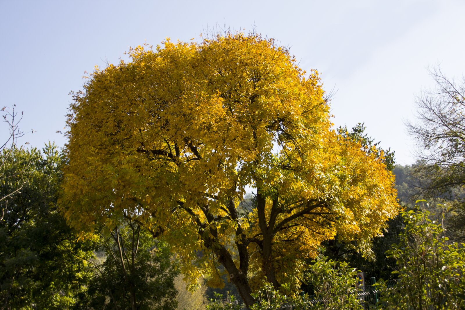 Canon EOS 60D sample photo. Italy, tree, autumn photography