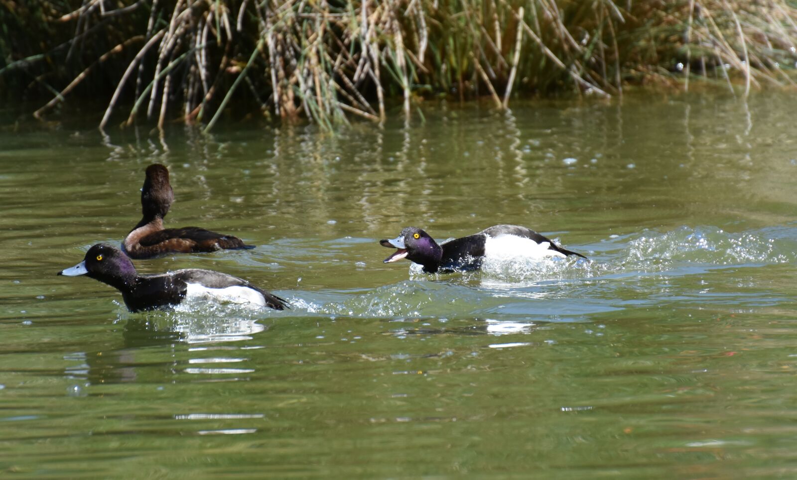 Nikon D7200 sample photo. Tufted duck, ducks, play photography